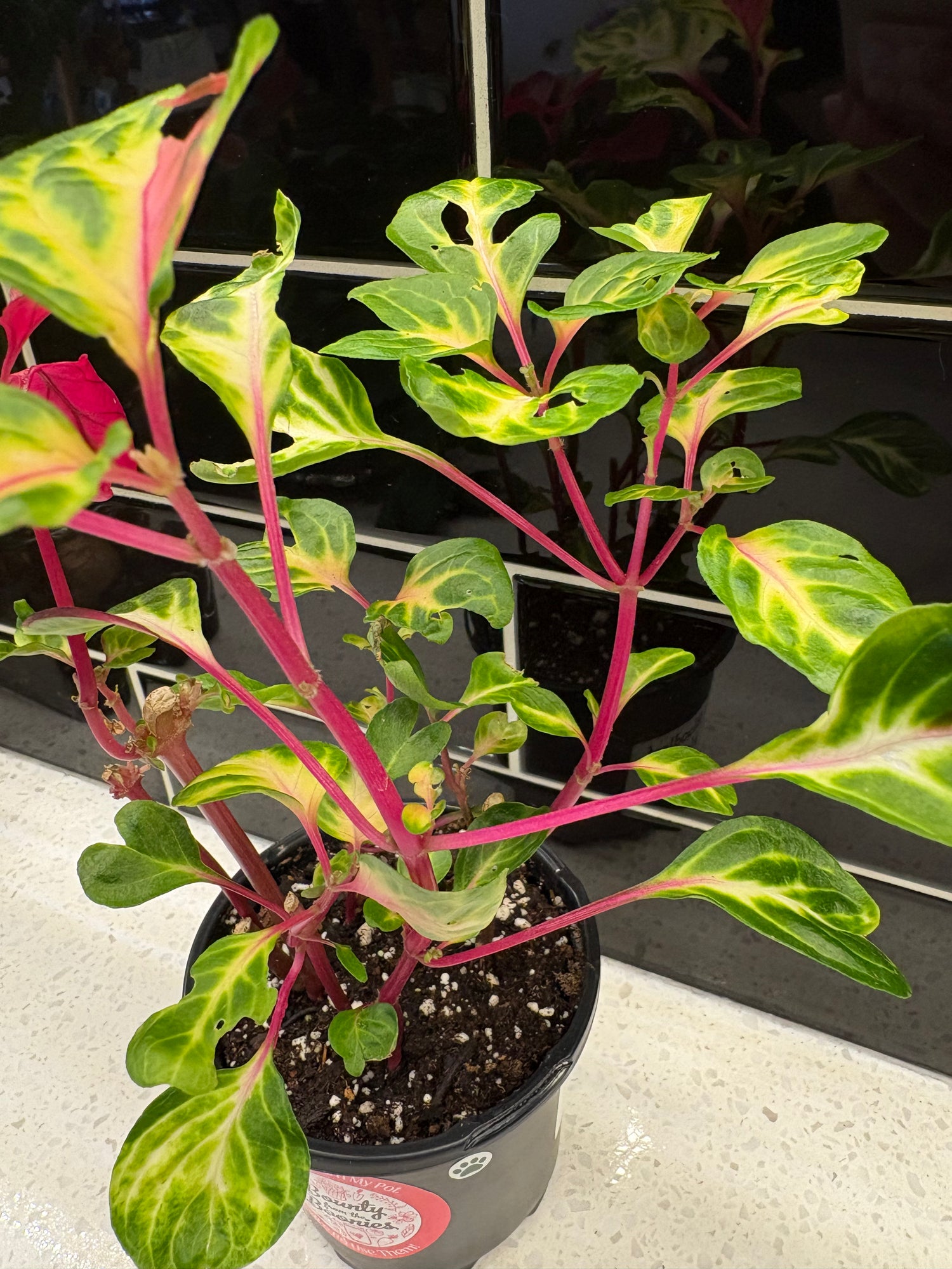 Bloodleaf Herbstii (Hybrid)