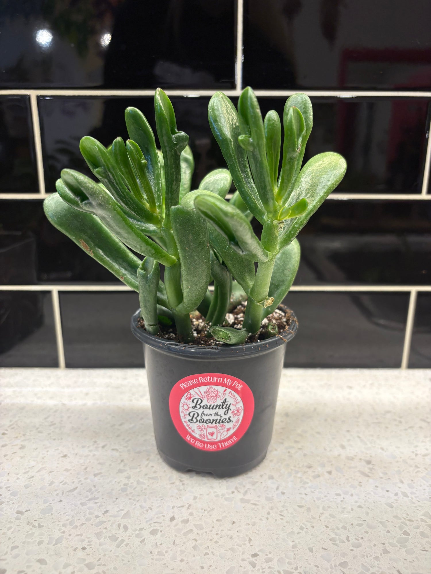 Cassula Ovata Gollum: Shrek Ears 6”