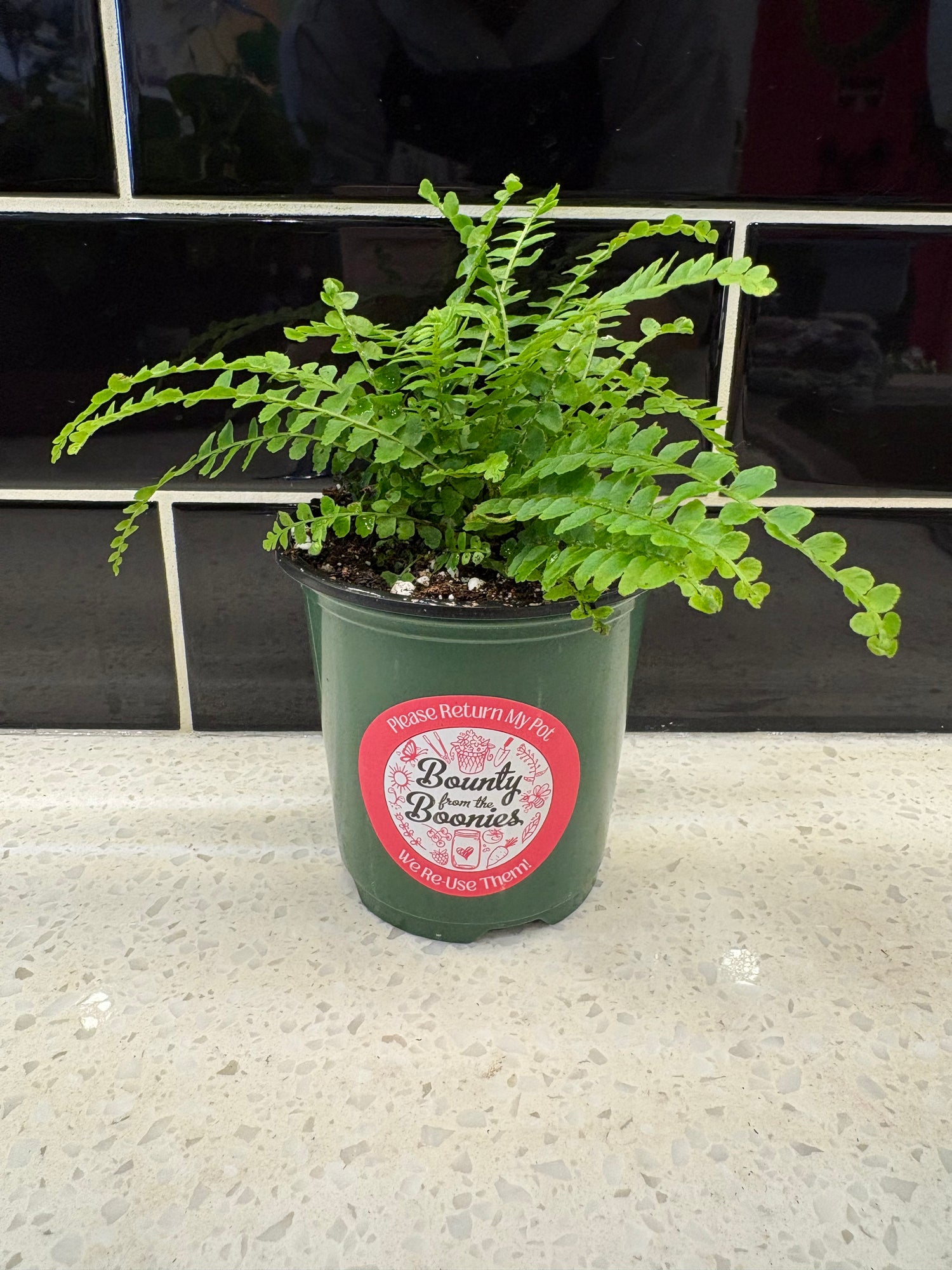 Lemon Button Fern