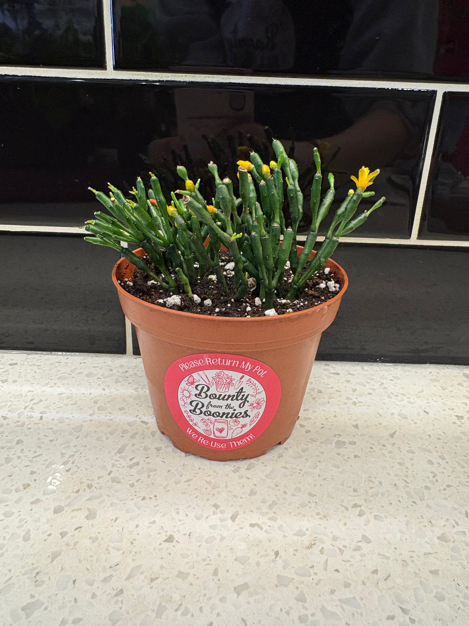 Dancing Bones Cactus