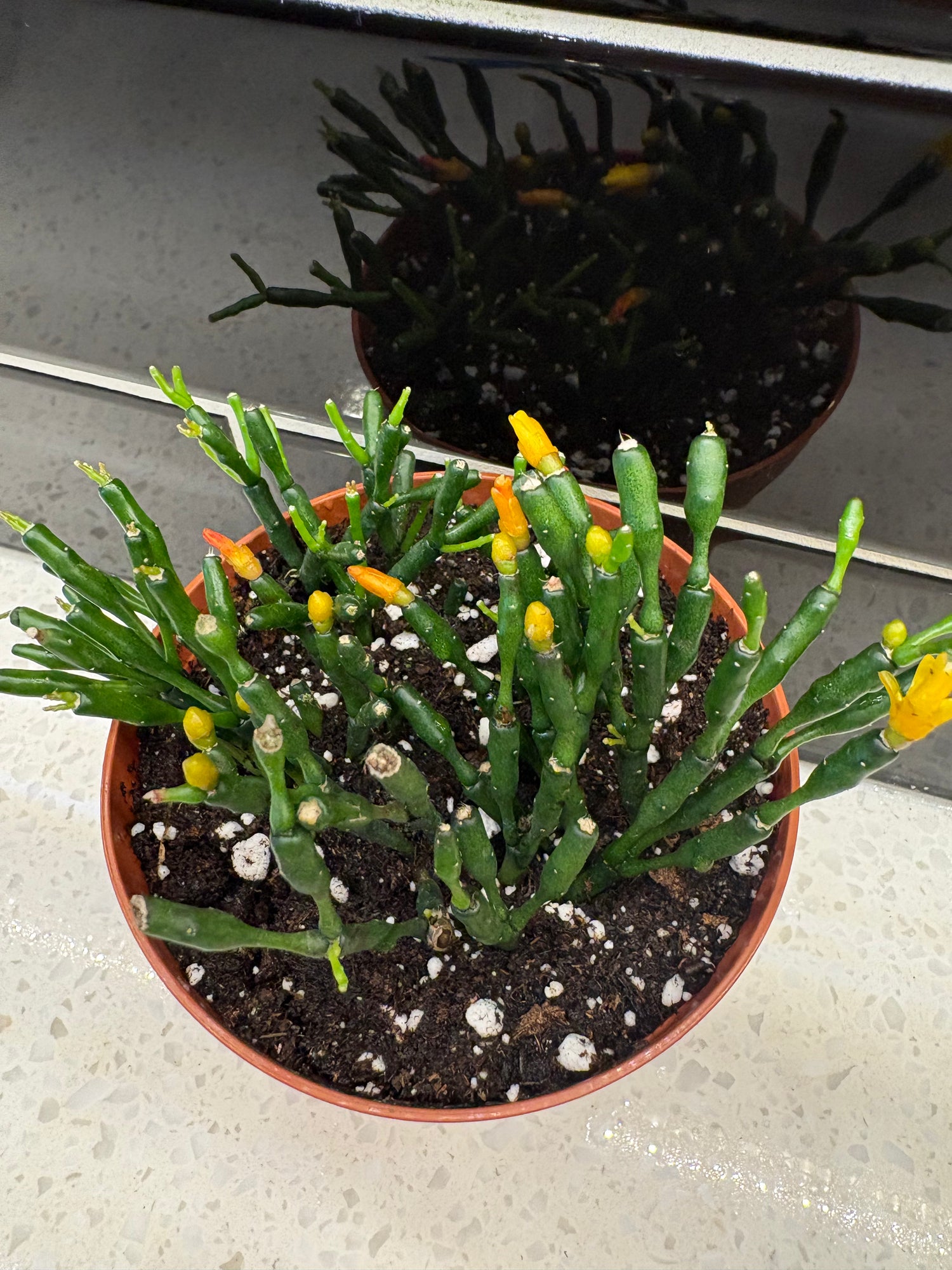 Dancing Bones Cactus