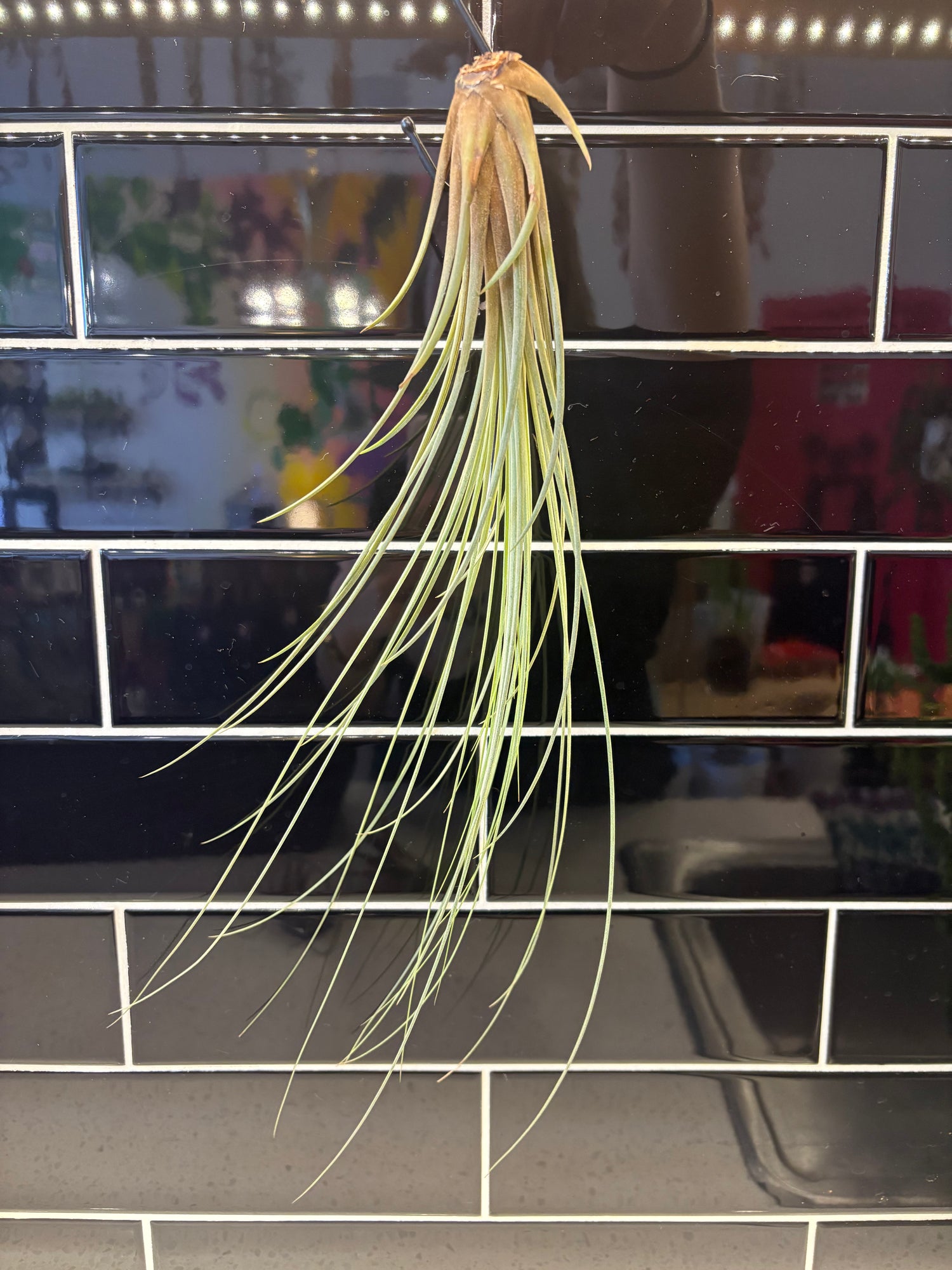 Tillandsia Juncea Air Plant