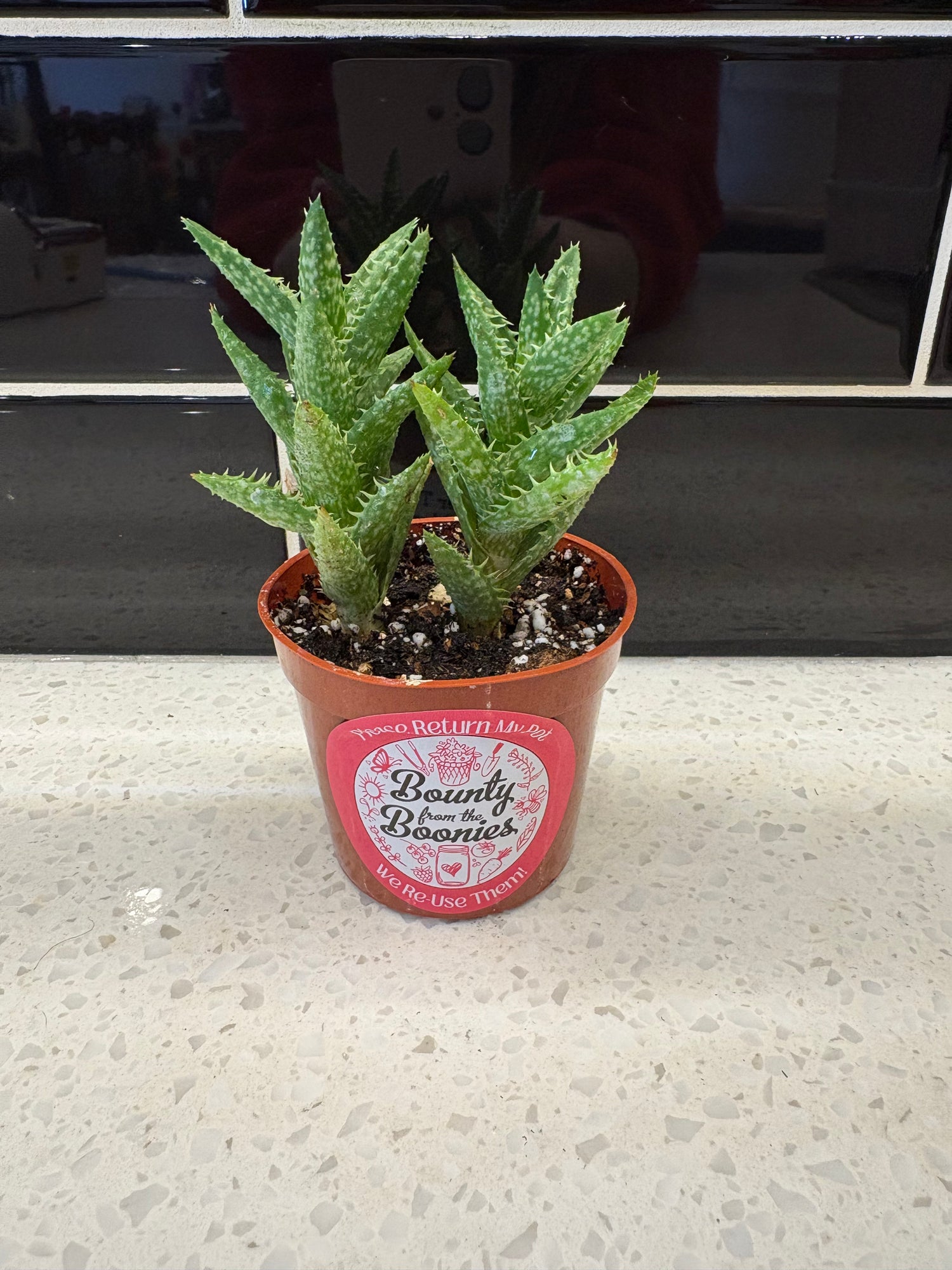 Tiger Tooth Aloe