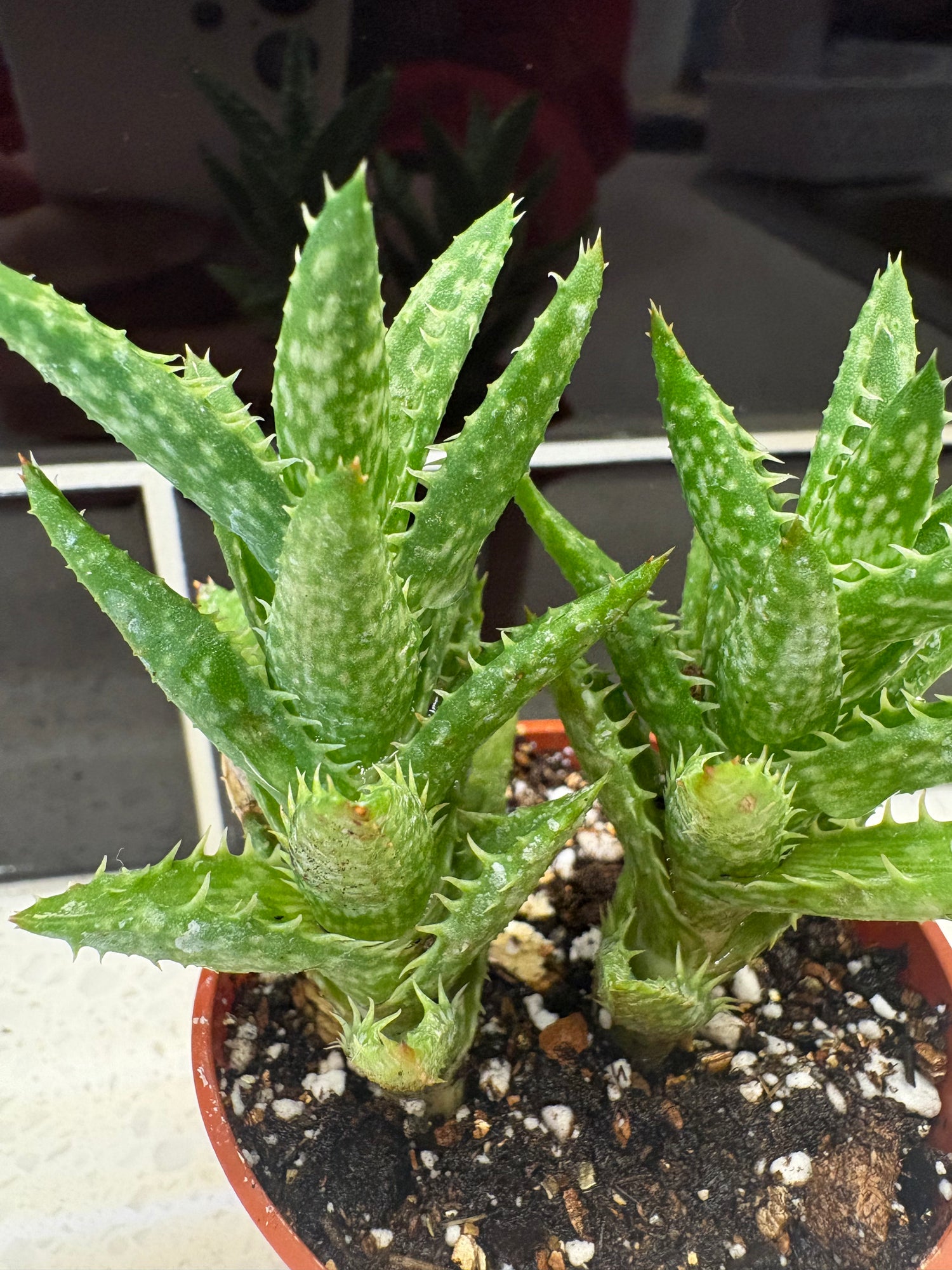 Tiger Tooth Aloe