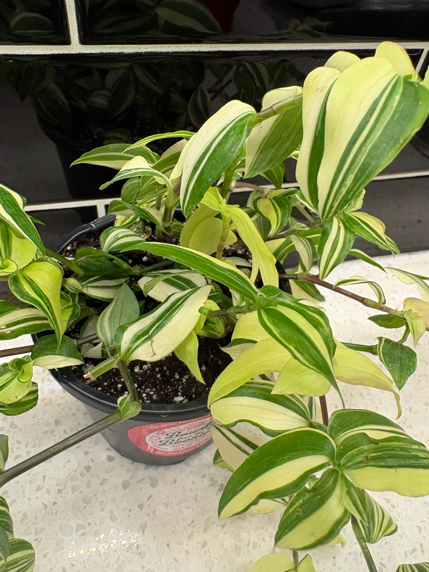 Tradescantia Fluminensis Yellow Hill, Variegated