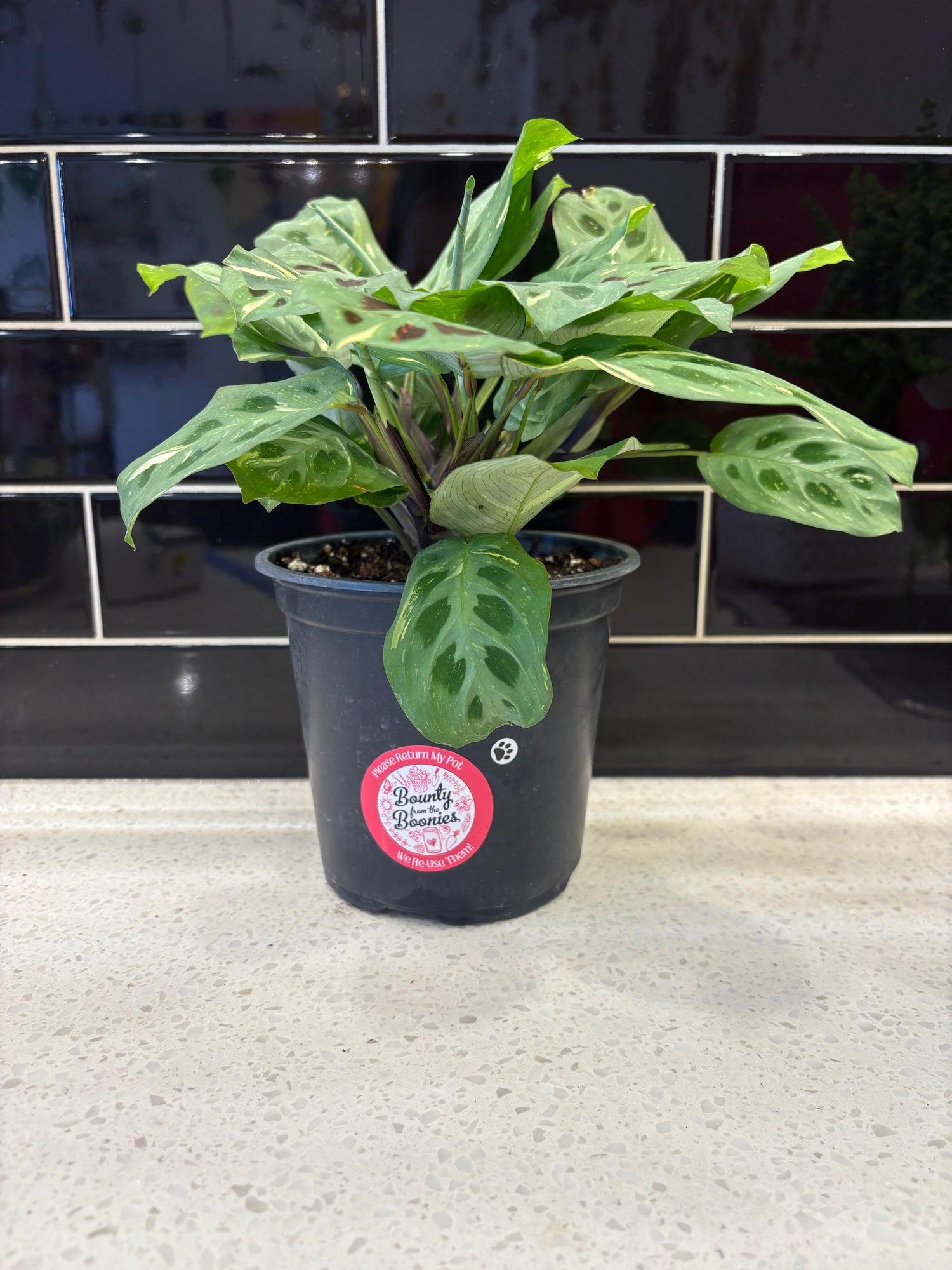Beauty Kim Prayer Plant