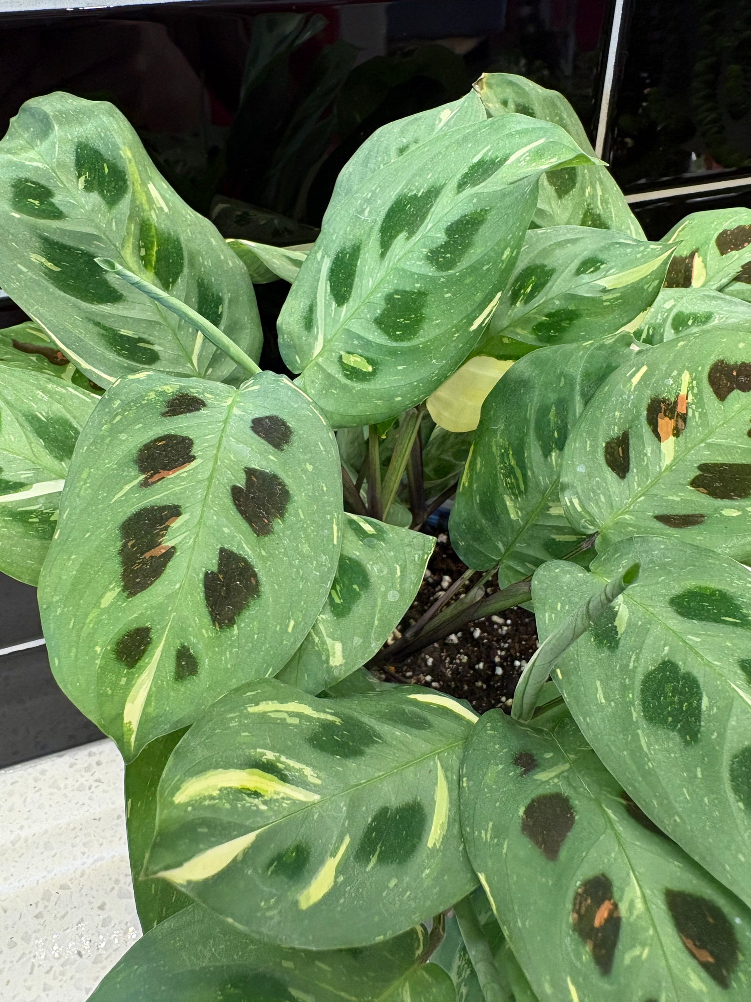 Beauty Kim Prayer Plant