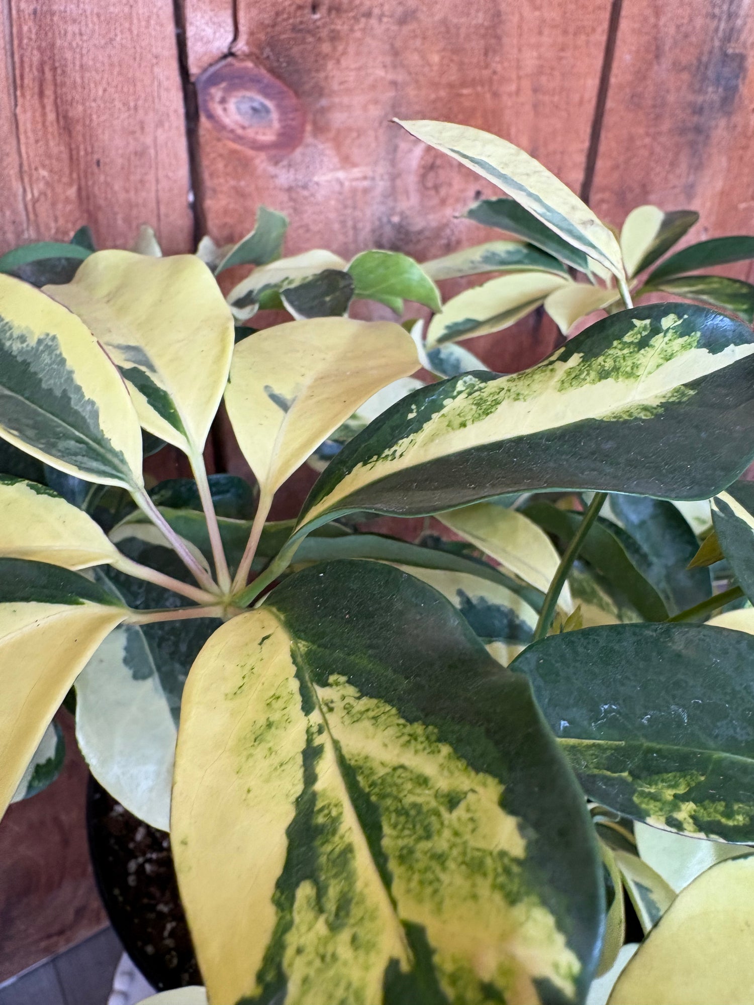 Umbrella Plant - Trinette Variegated Schefflera