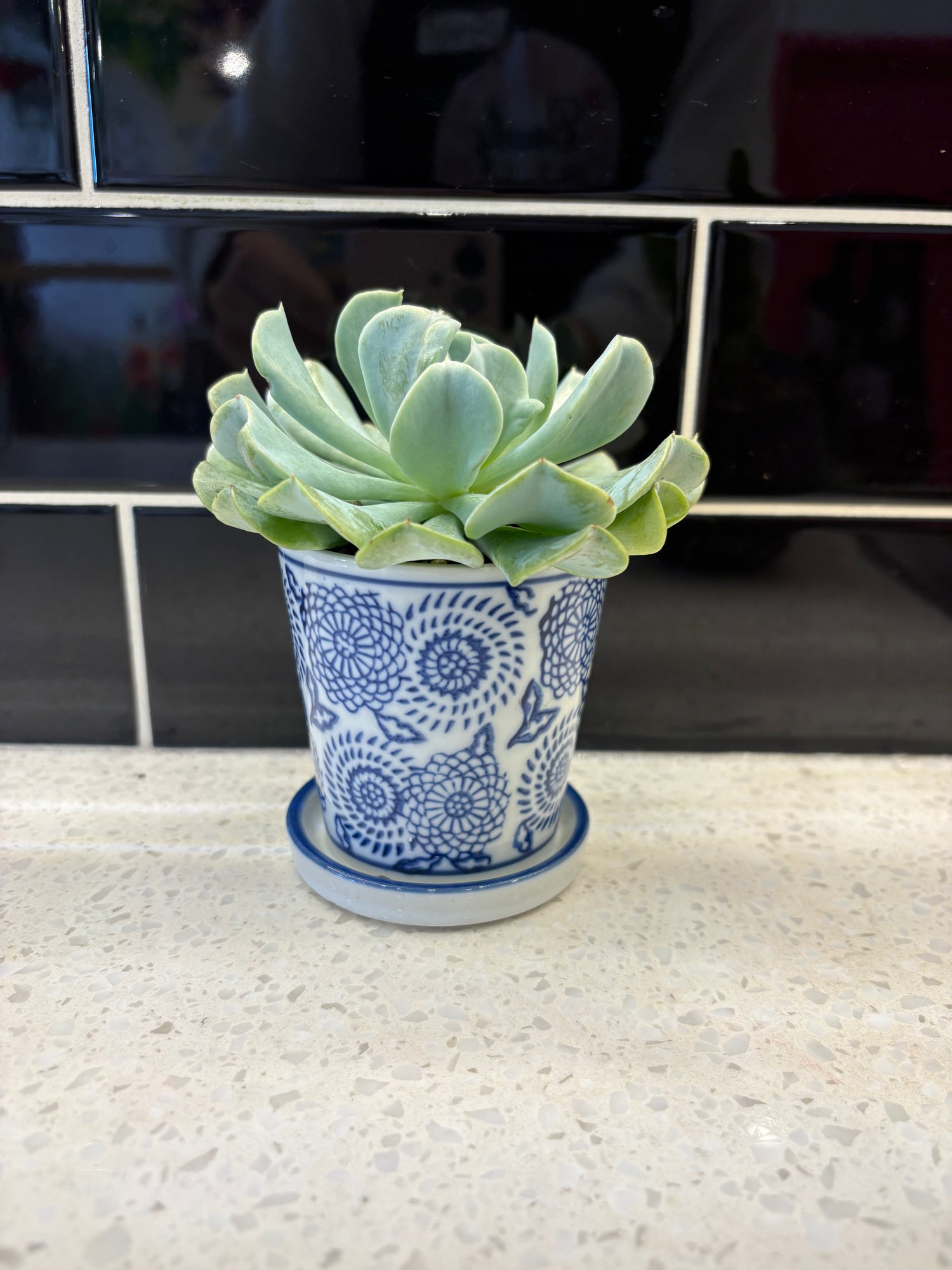 Ceramic White w/ Blue Design Potted Echeveria