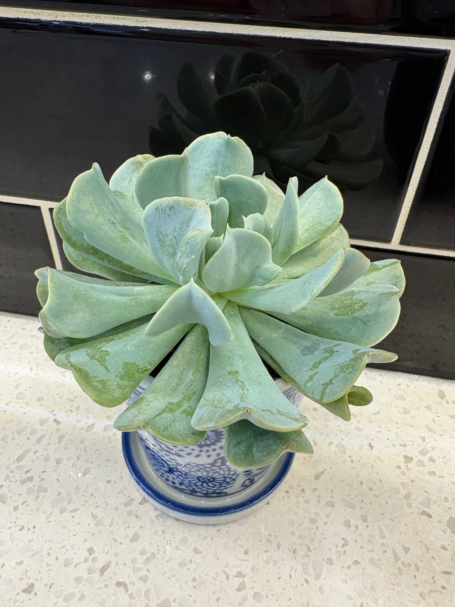 Ceramic White w/ Blue Design Potted Echeveria