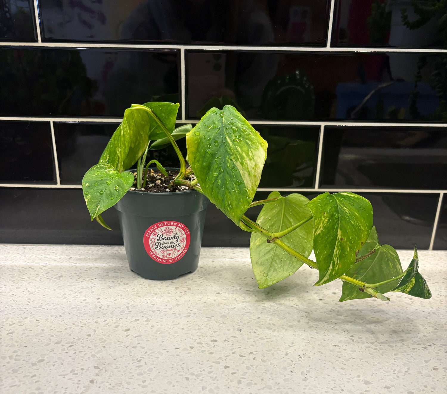 Pothos Golden - Clipping