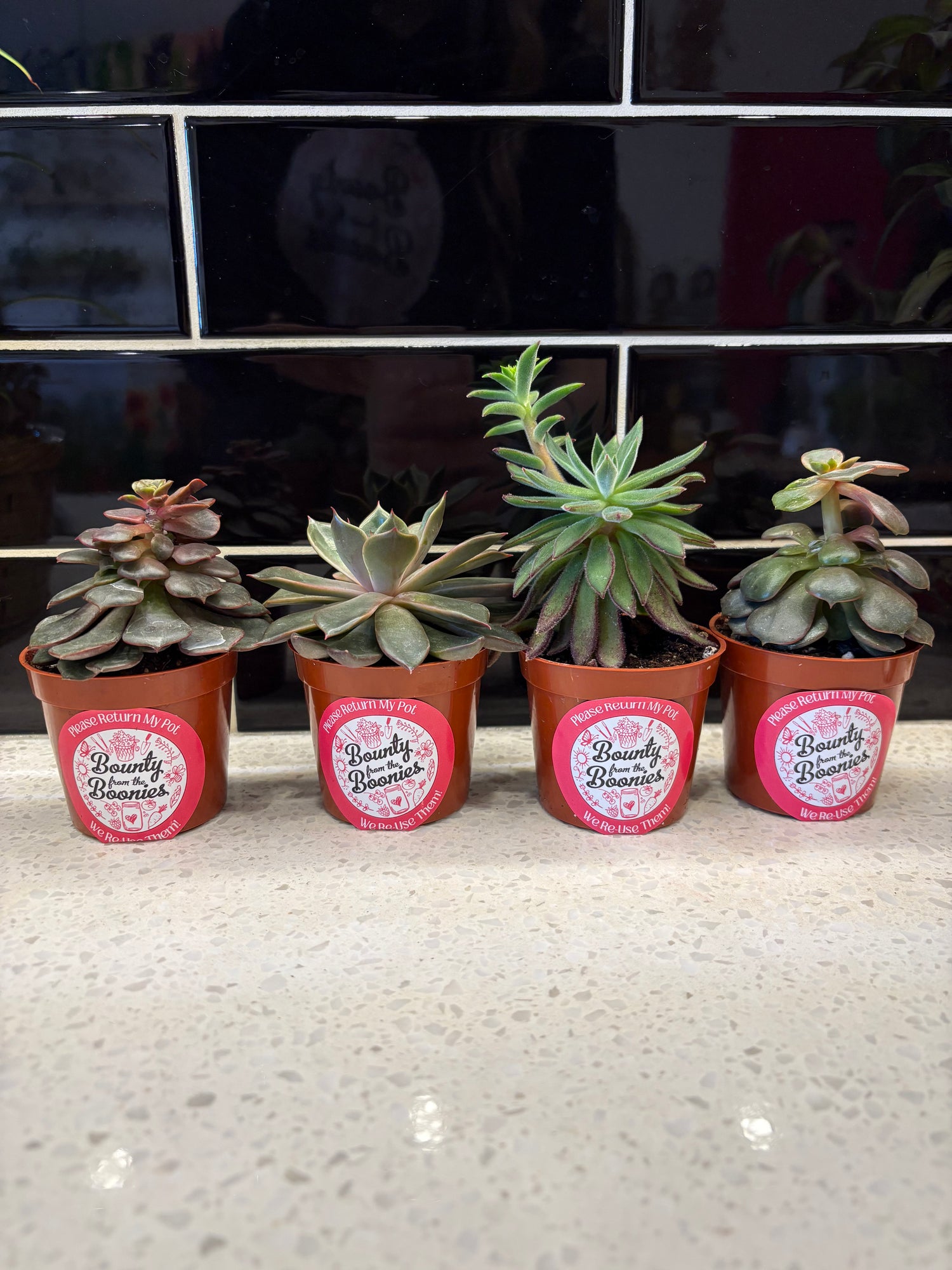 Succulents Assorted Varieties