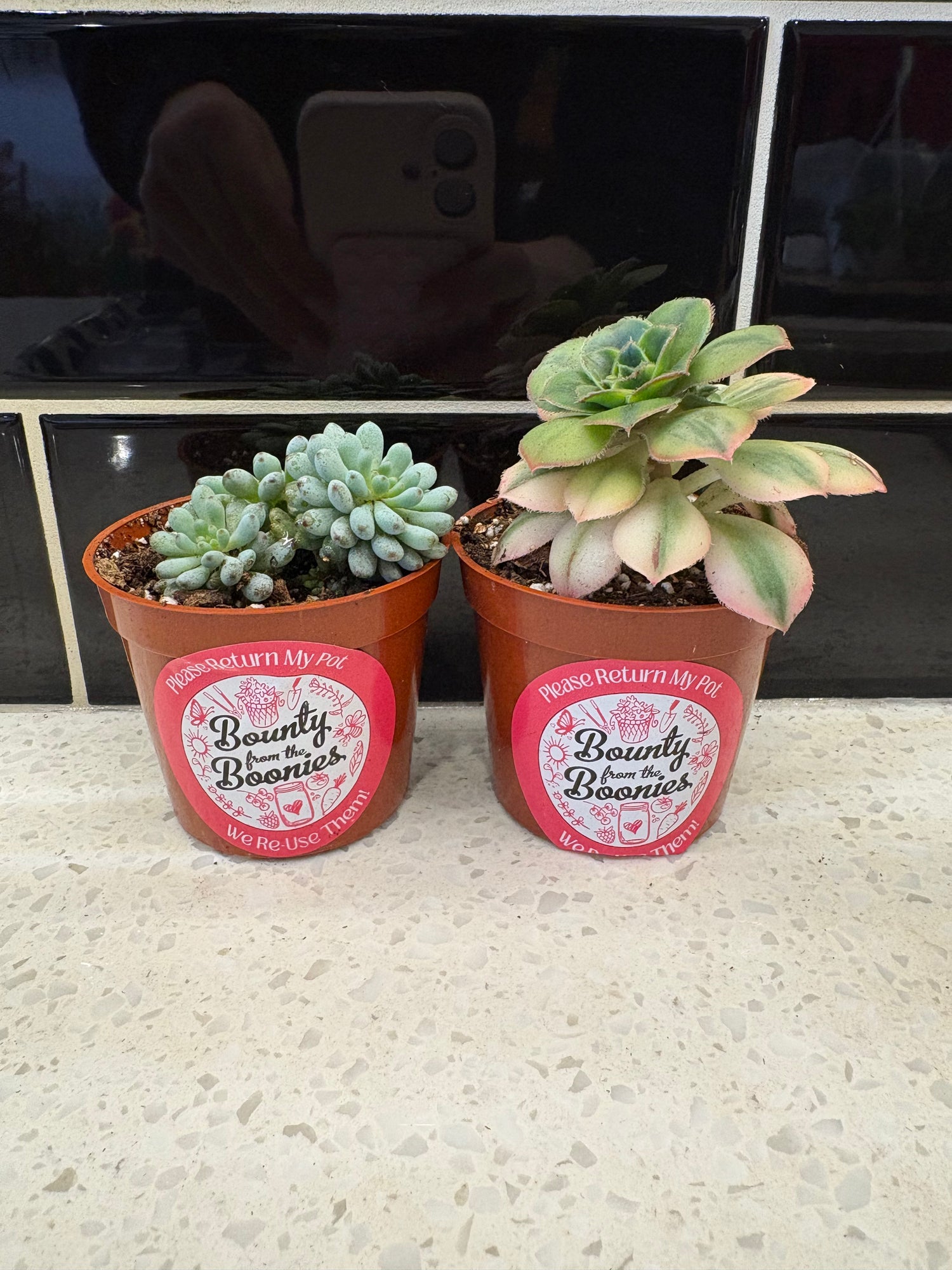 Succulents Assorted Varieties