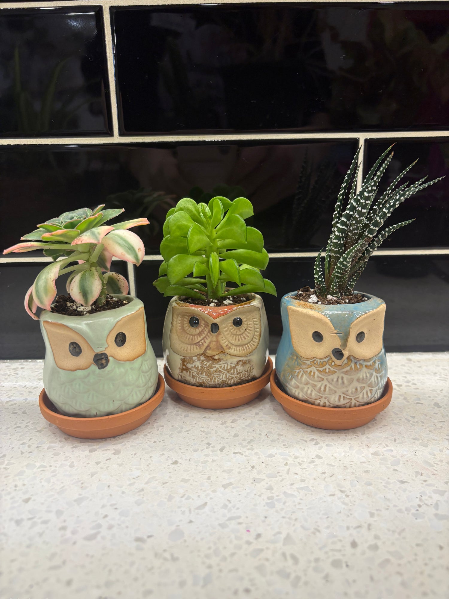 Potted Owl Succulent