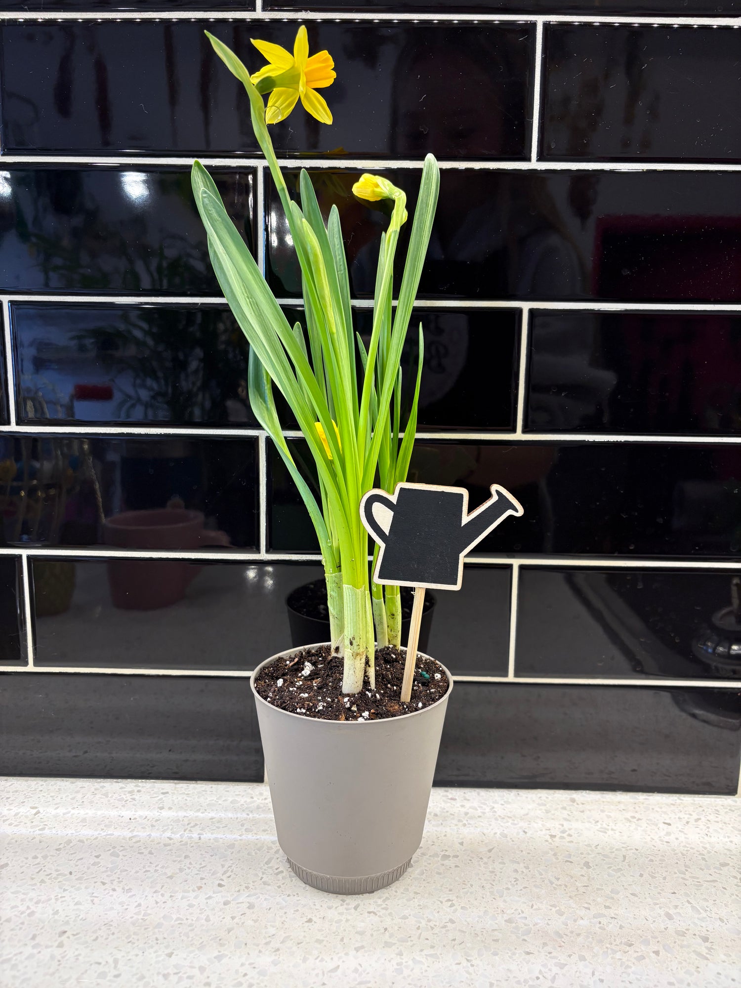 Potted Daffodils In Spring Pot with Watering Can Stick
