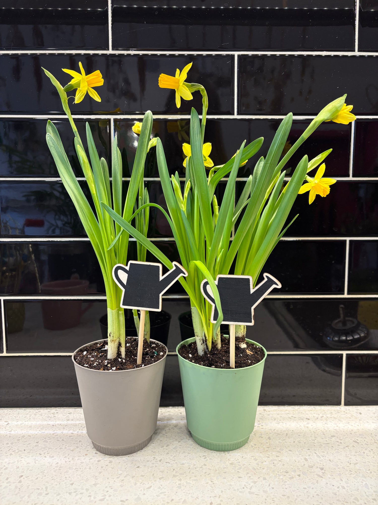 Potted Daffodils In Spring Pot with Watering Can Stick