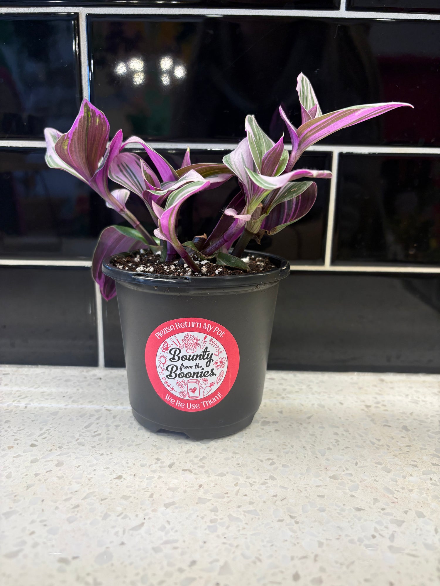 Tradescantia albiflora nanouk - Bubblegum Wandering Plant