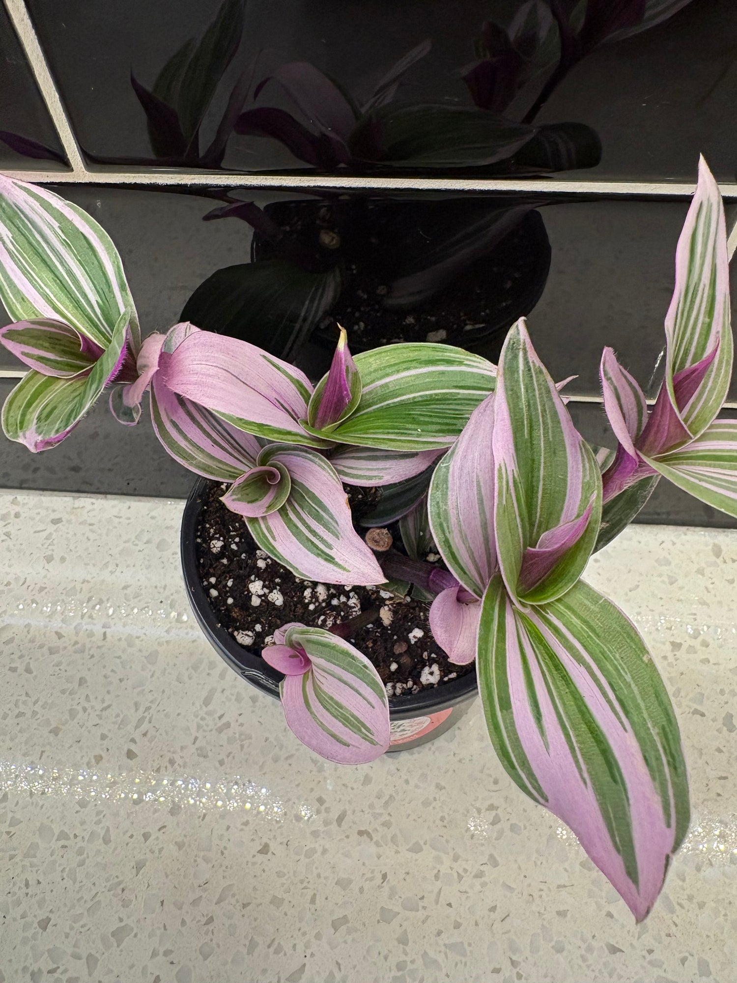 Tradescantia albiflora nanouk - Bubblegum Wandering Plant