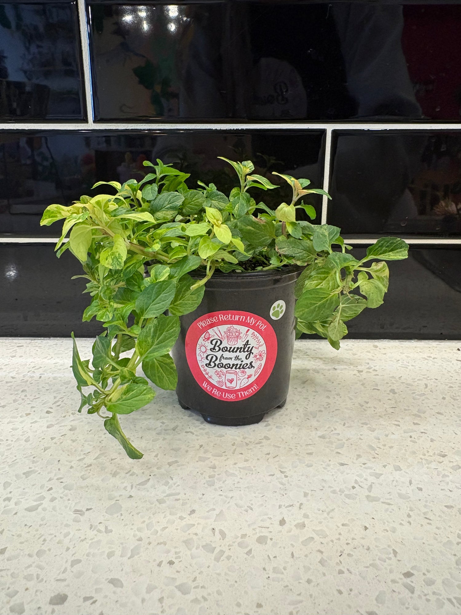 Variegated Ginger Mint