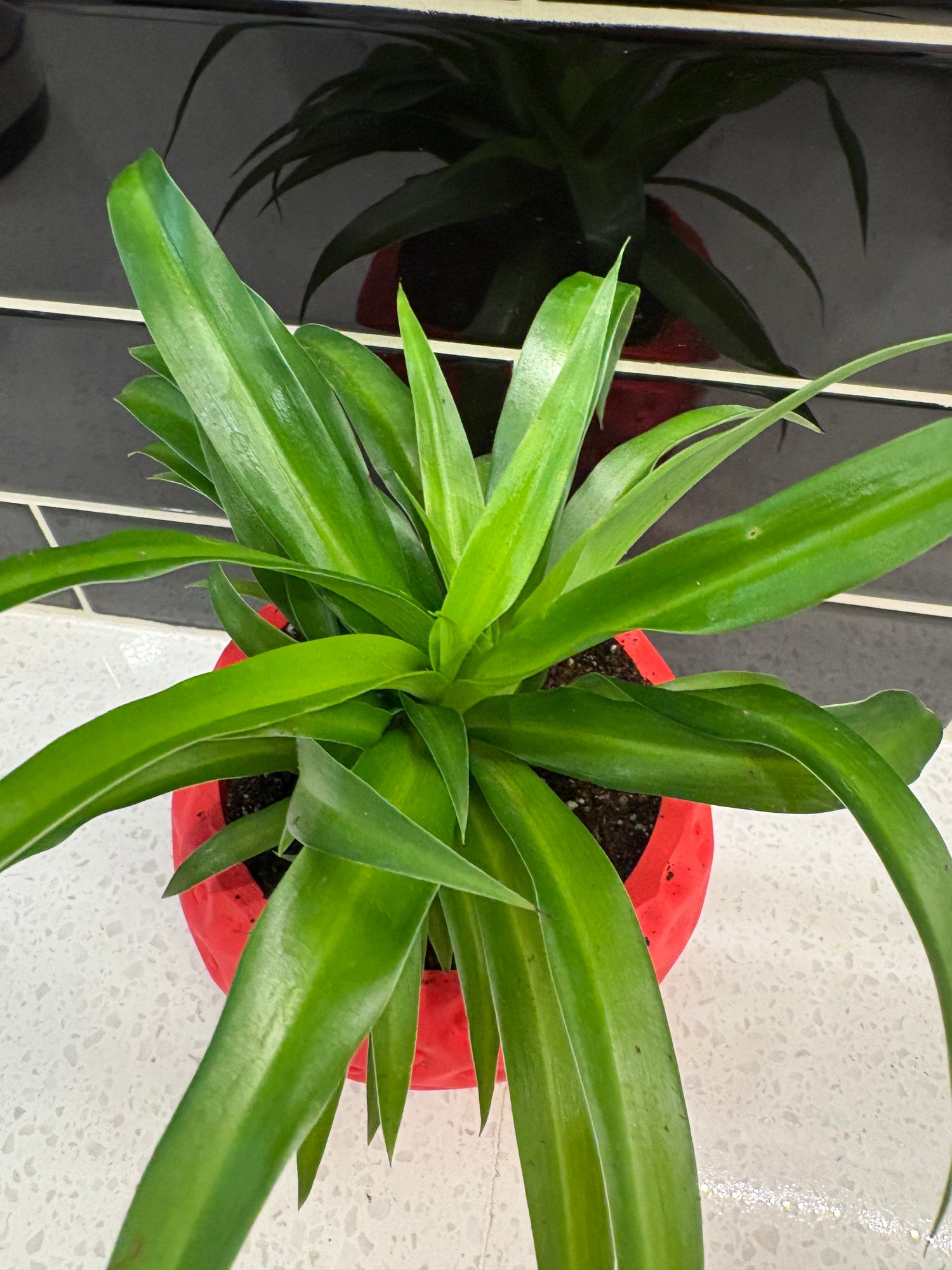 Ux 3D-Printed Strawberry Potted With Spider Plant
