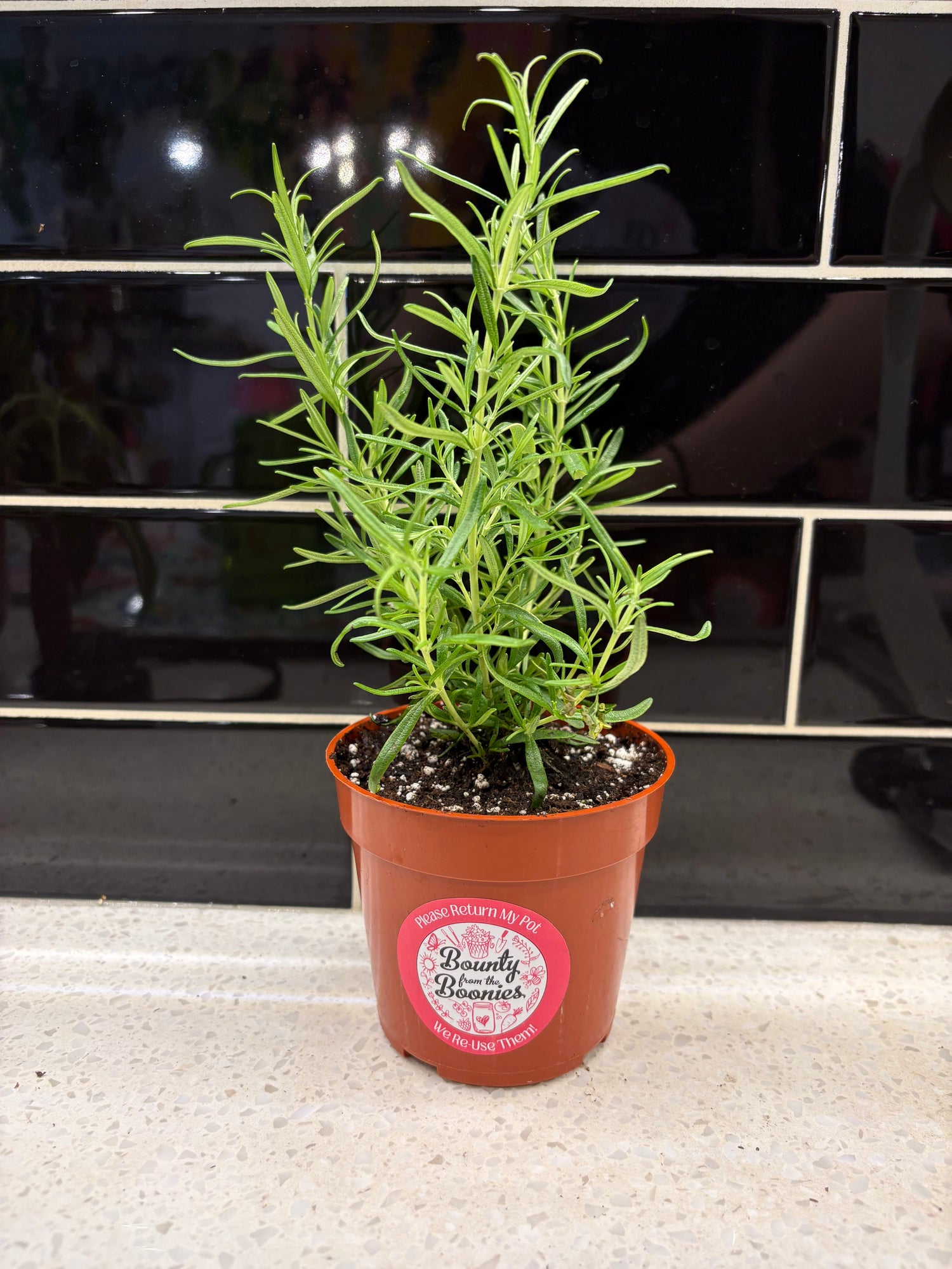 Rosemary