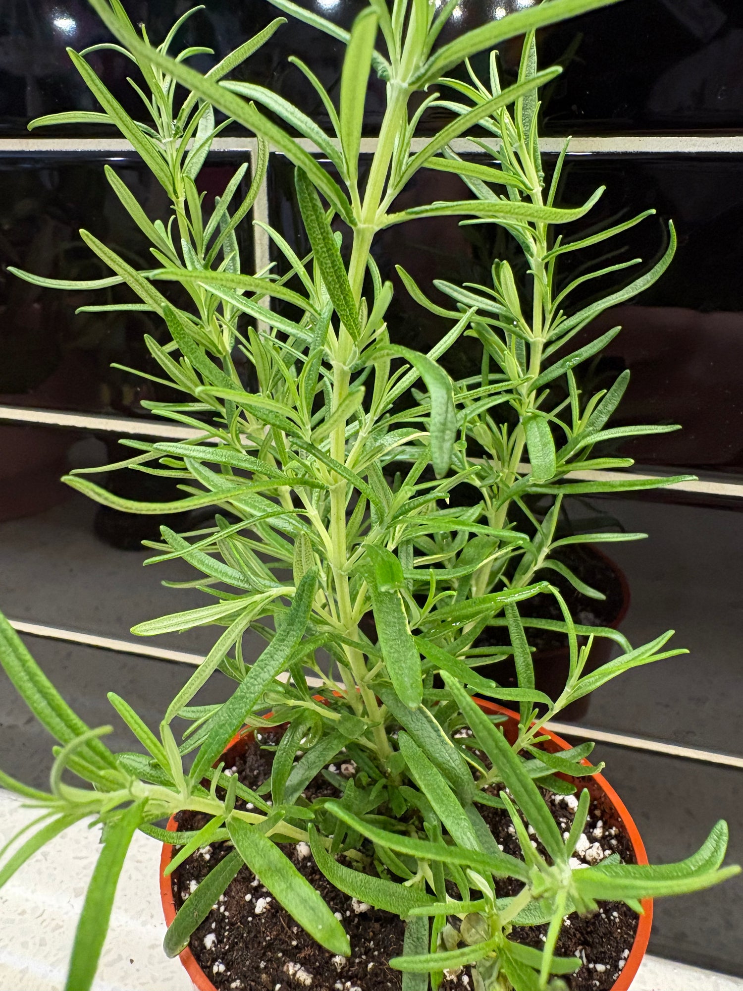 Rosemary