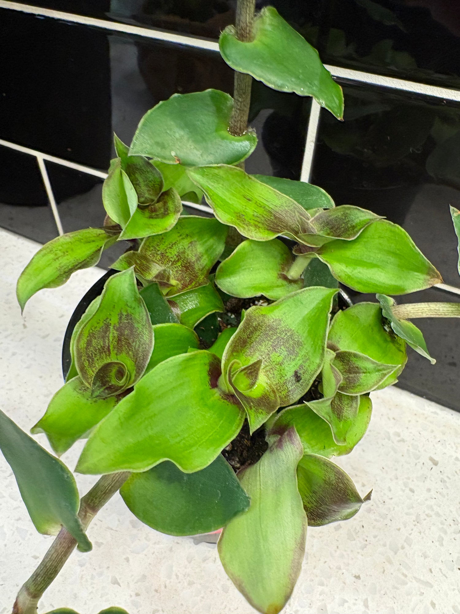 Tradescantia Callisia Soconuscensis - Dragon Tail