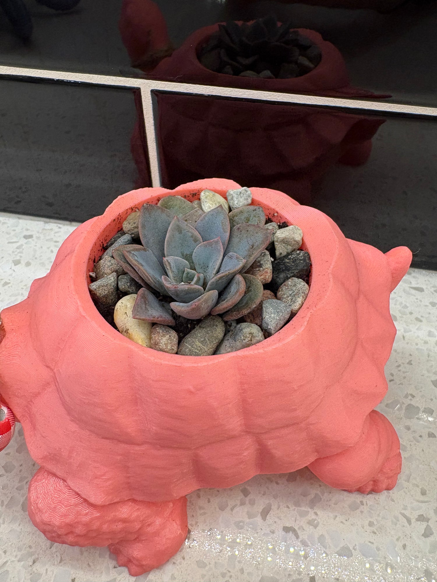 Potted Succulent in 3D-Printed Pink Tortoise