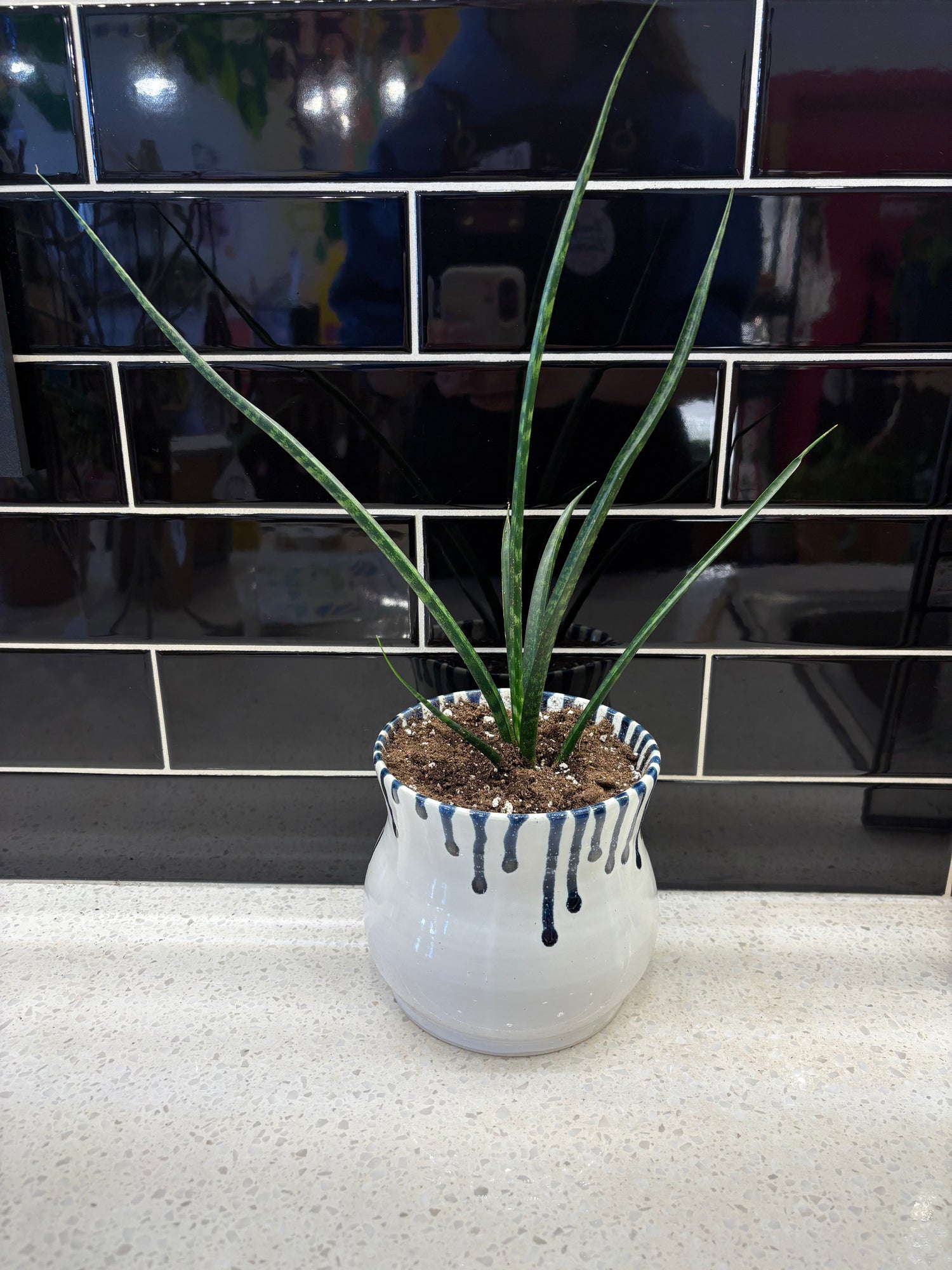 Sansevieria Fernwood Potted Into White and Blue Drip Pot