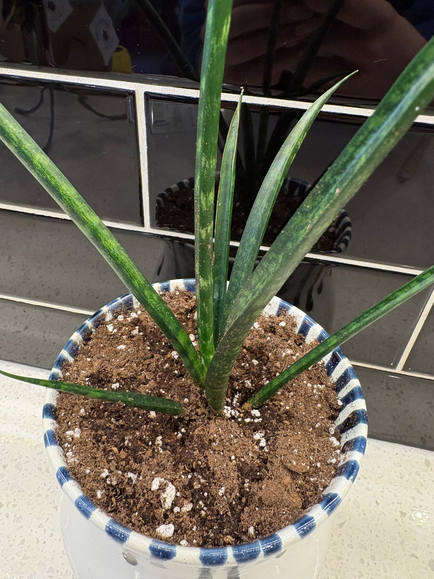 Sansevieria Fernwood Potted Into White and Blue Drip Pot