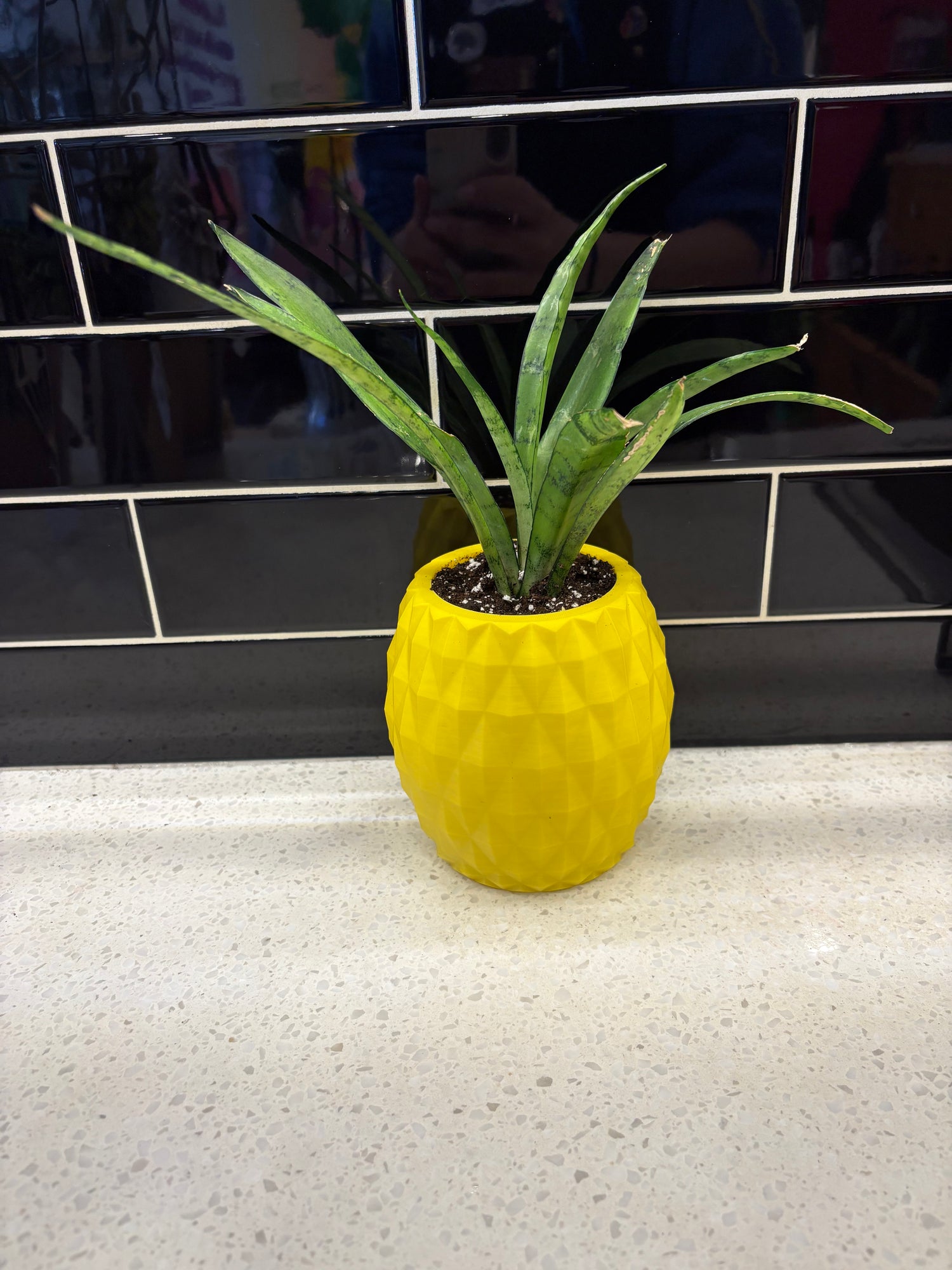 Ux 3D-Printed Pineapple Potted With Sansevieria Silver Streak