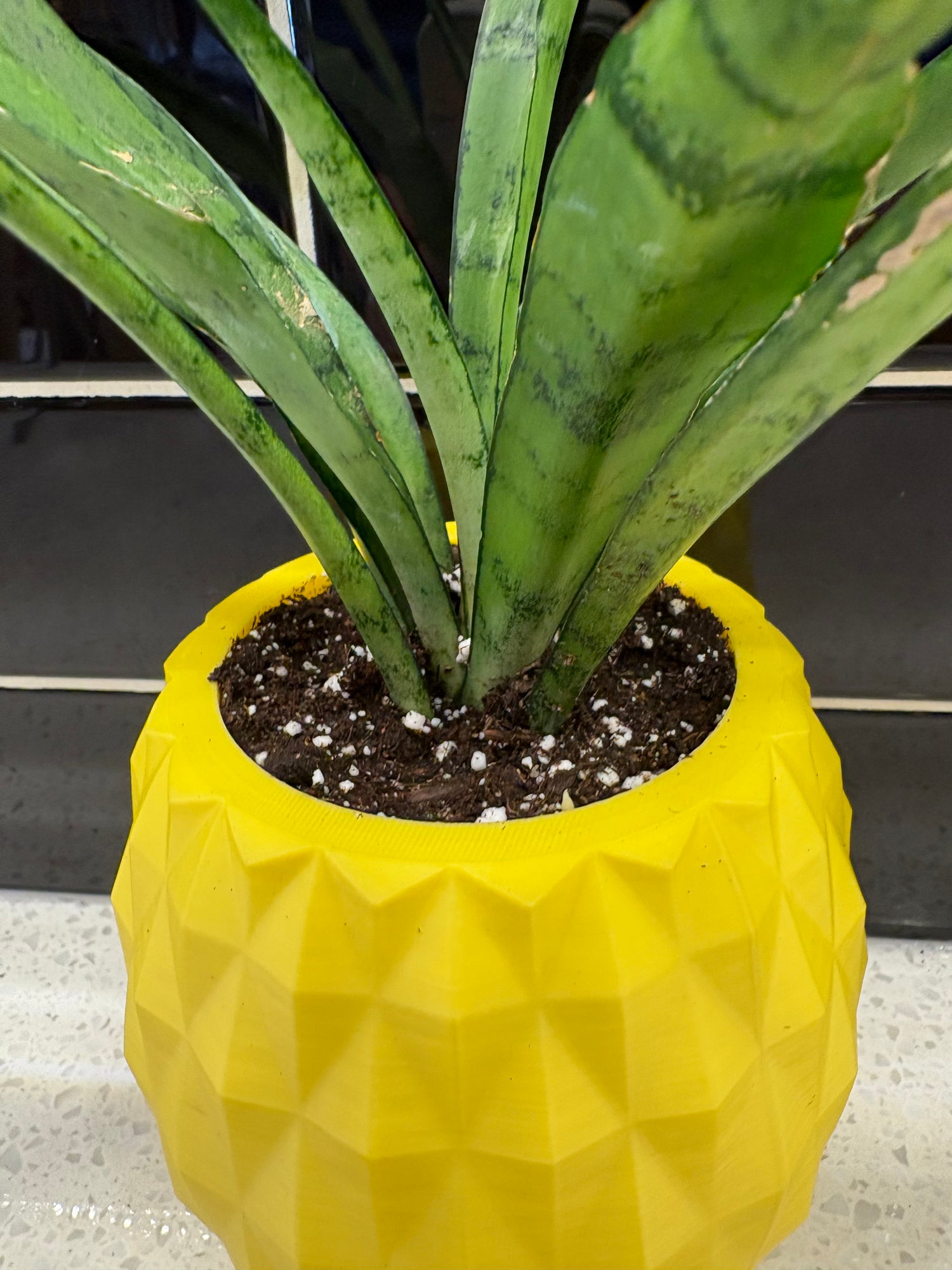 Ux 3D-Printed Pineapple Potted With Sansevieria Silver Streak