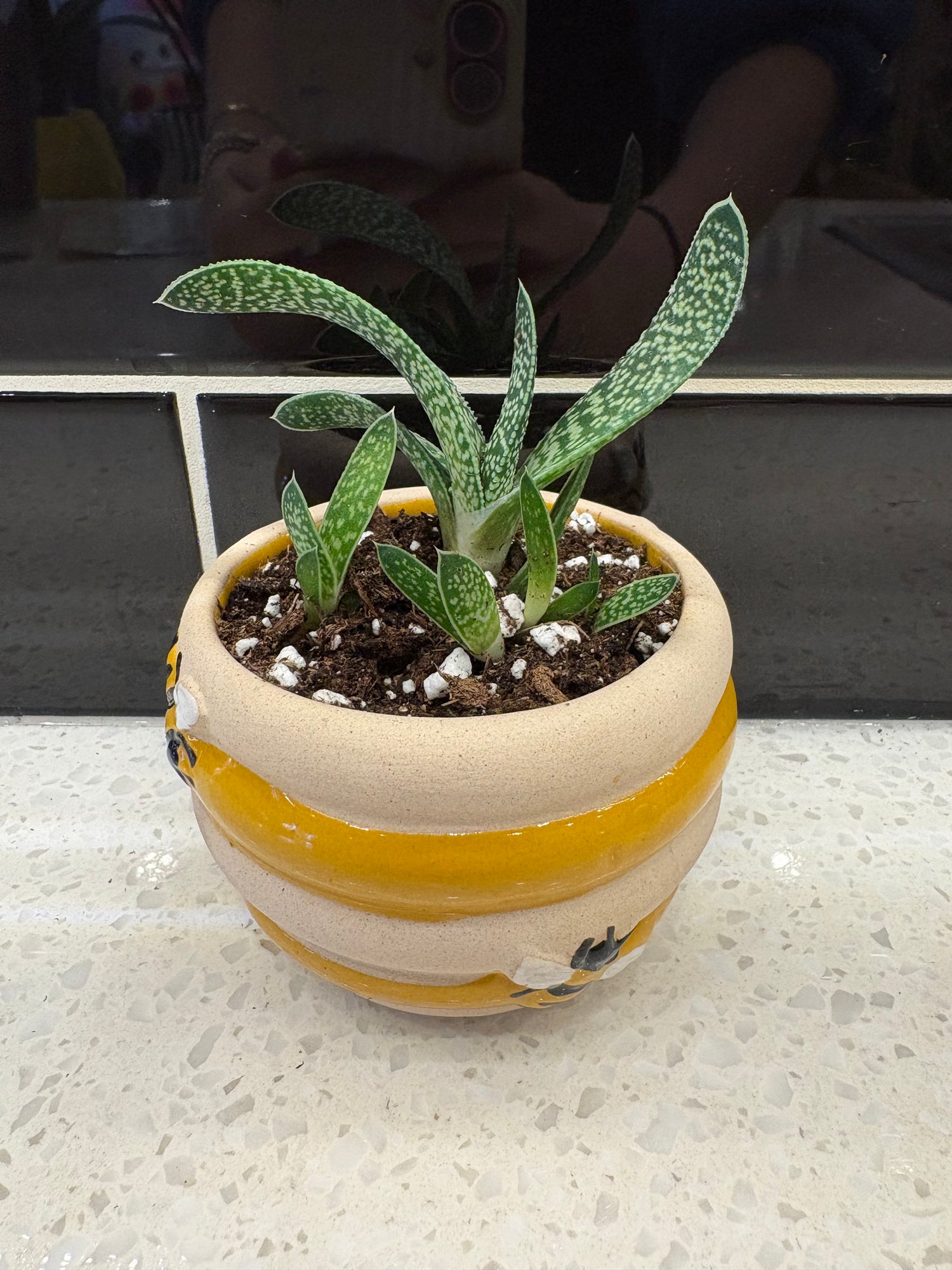 Gasteria Pillansii Potted Into Bee Pot