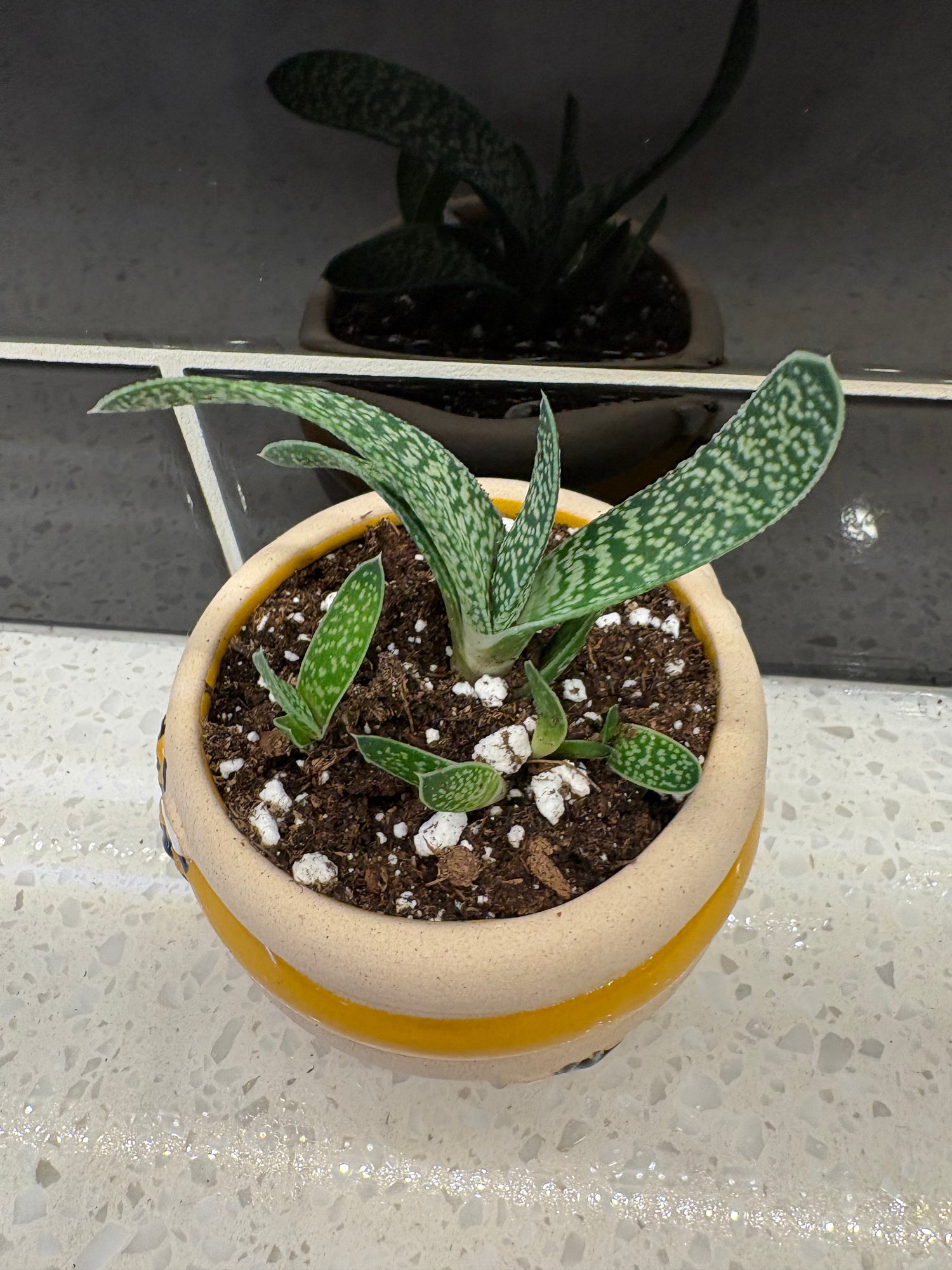 Gasteria Pillansii Potted Into Bee Pot