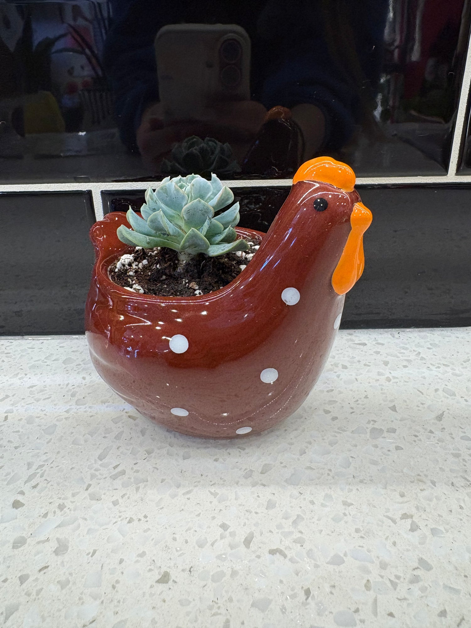 Succulent Potted Into Brown Chicken Pot