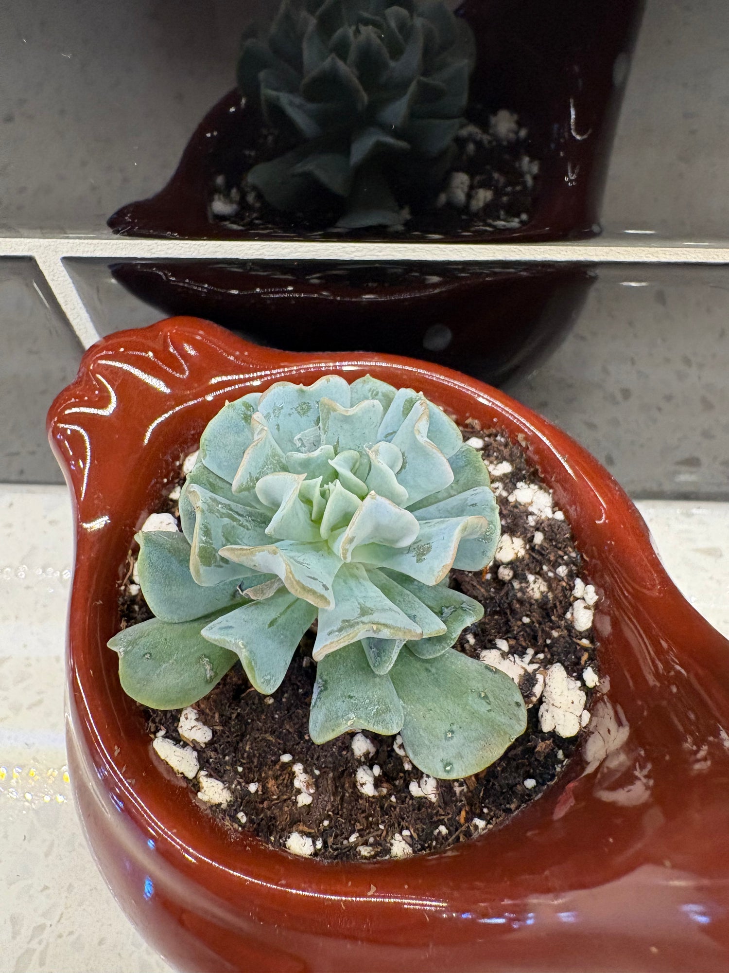 Succulent Potted Into Brown Chicken Pot