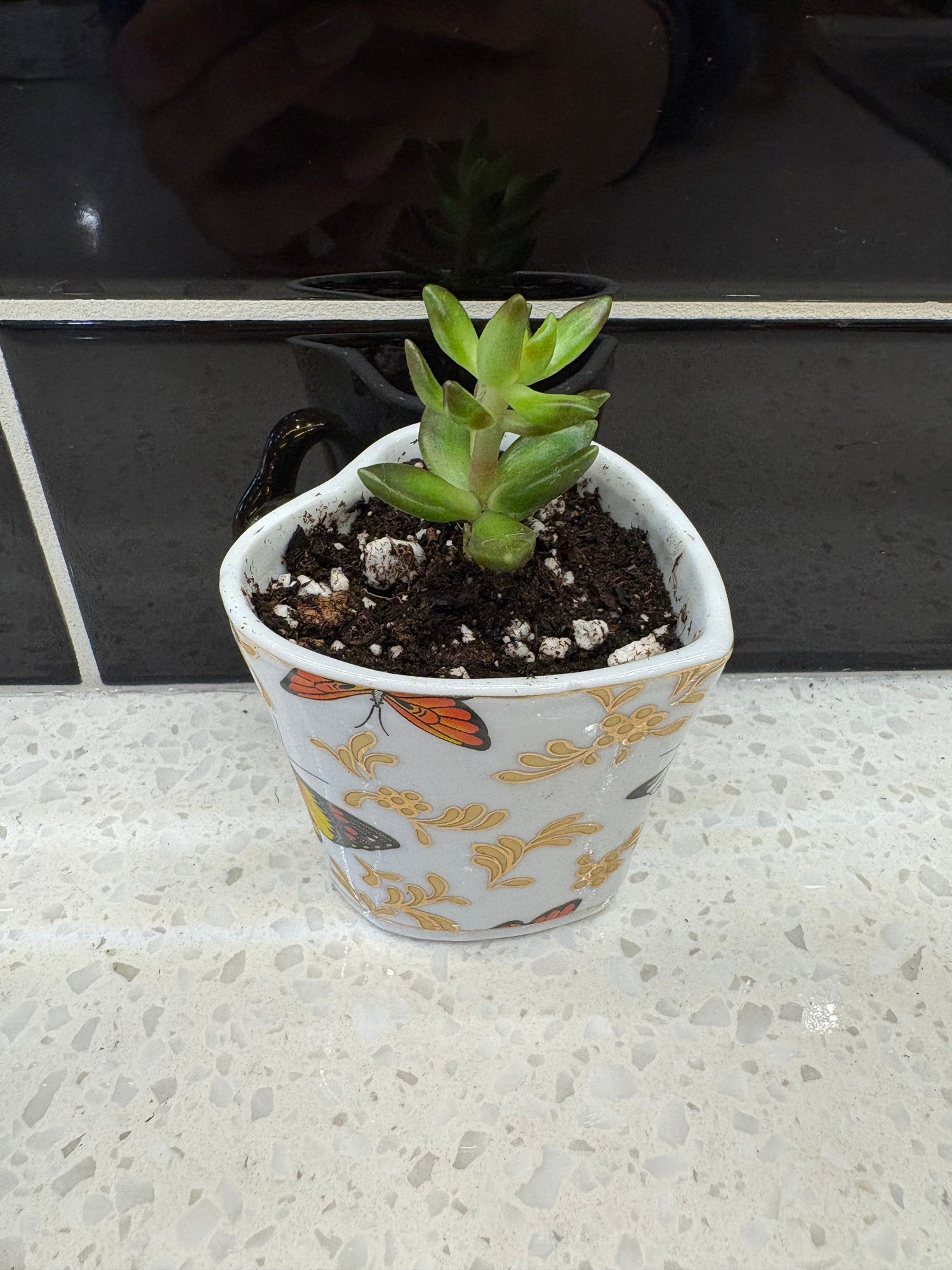 Potted Succulent in Heart Shaped Butterfly Cup