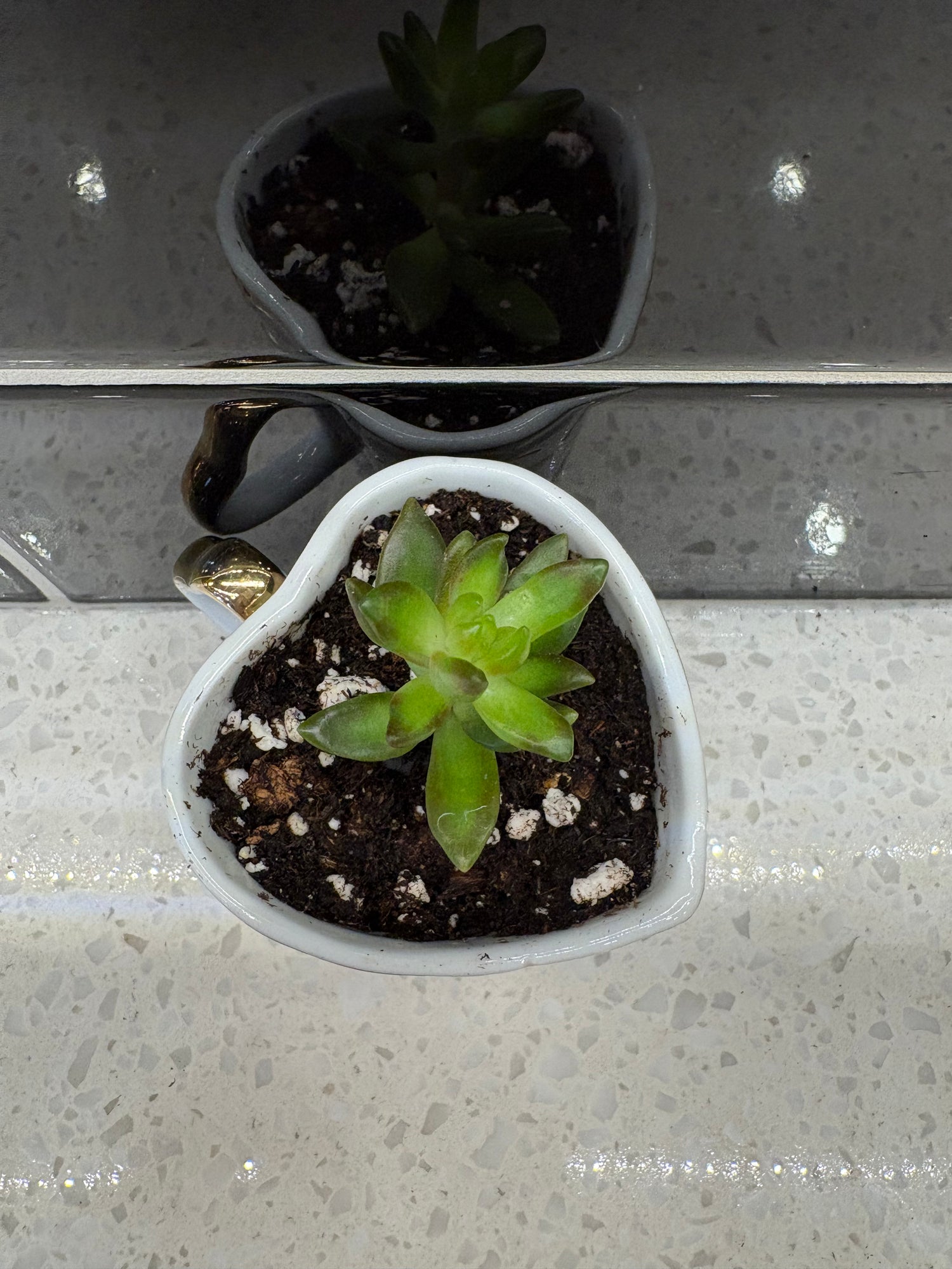 Potted Succulent in Heart Shaped Butterfly Cup