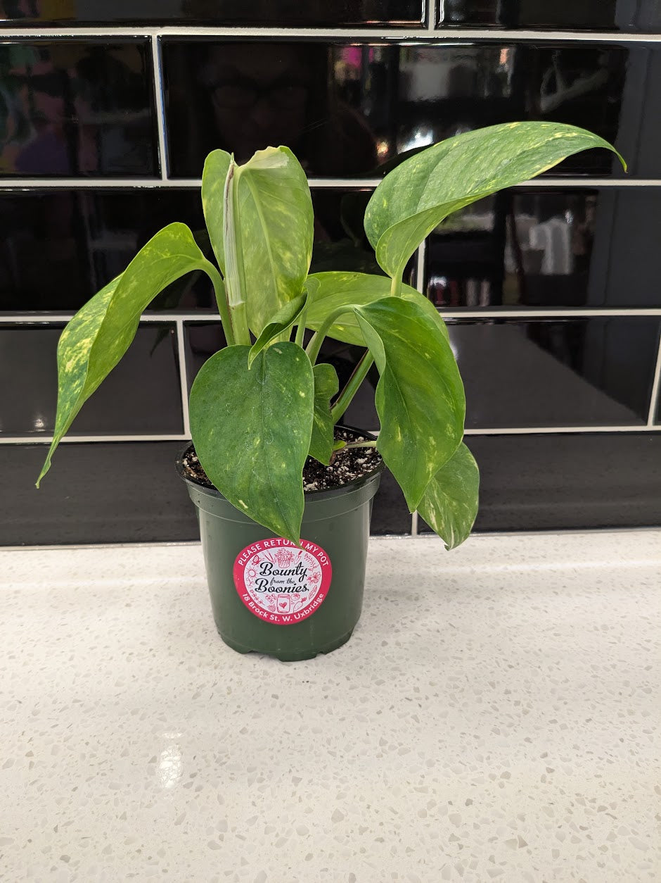 Pothos - Hawaiian 8”