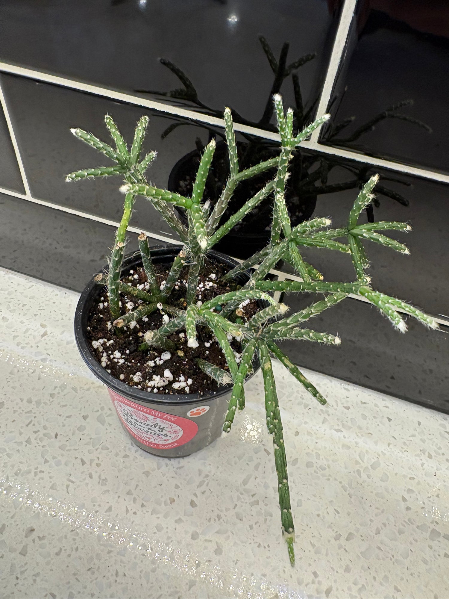 Cactus rhipsalis (Mistletoe cactus)