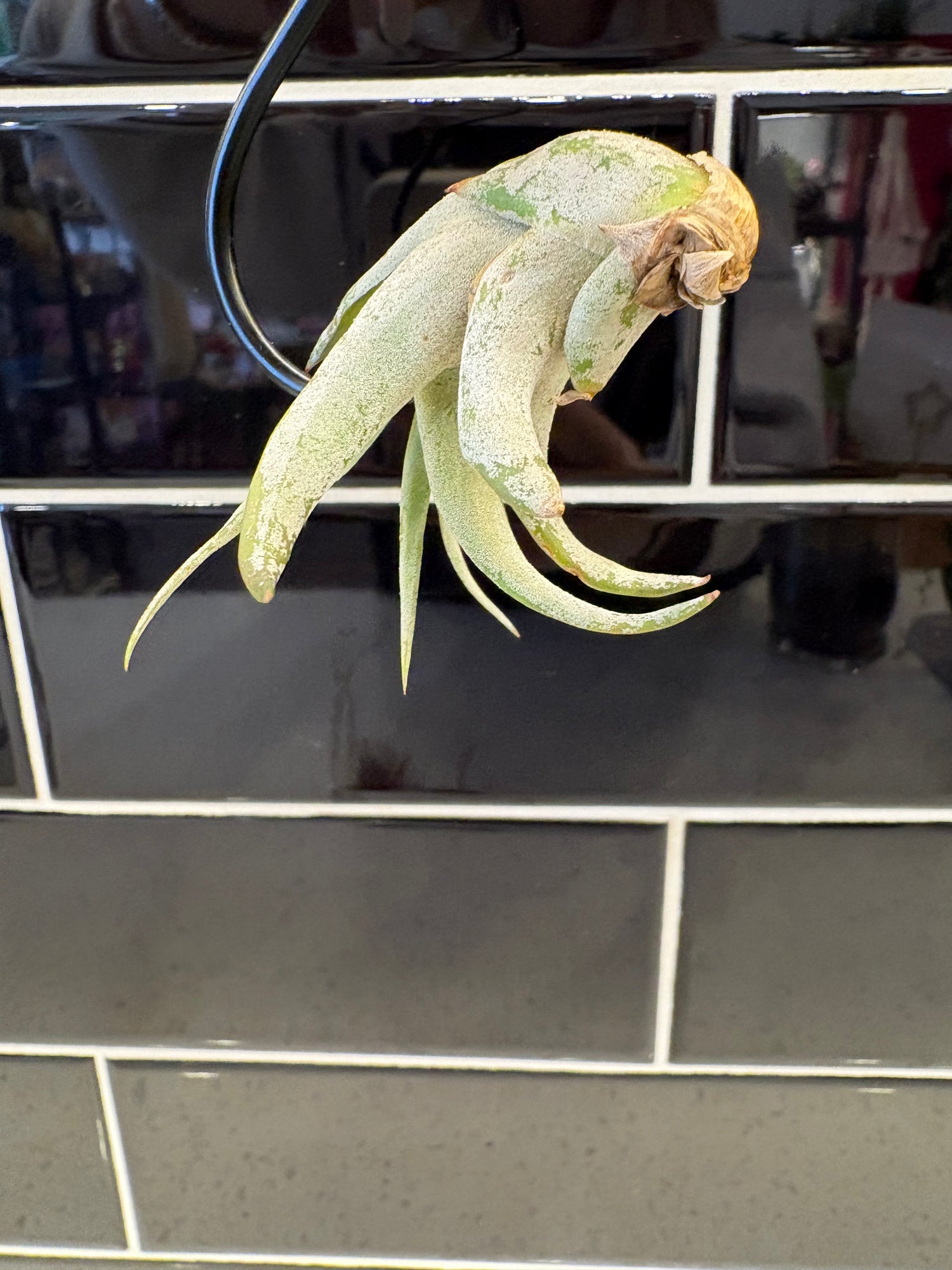 Tillandsia caput-medusae Air Plant