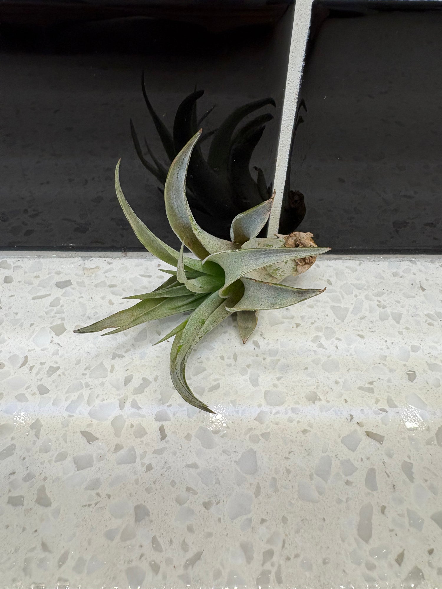 Tillandsia caput-medusae Air Plant