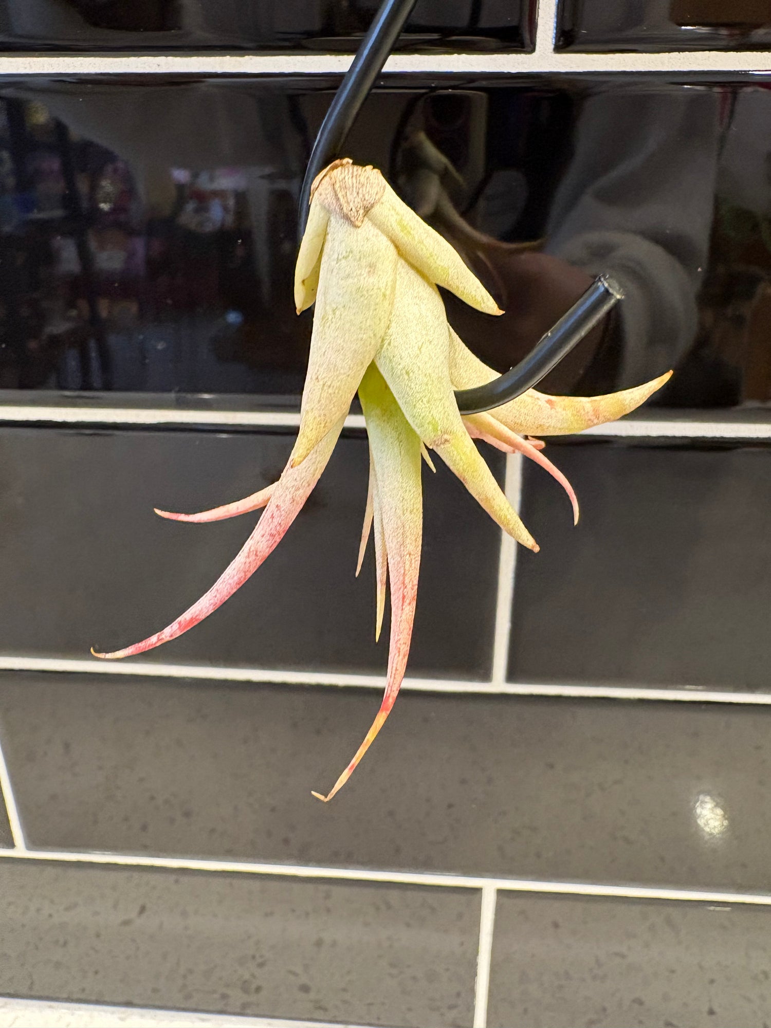 Tillandsia Brachycaulos Air Plant