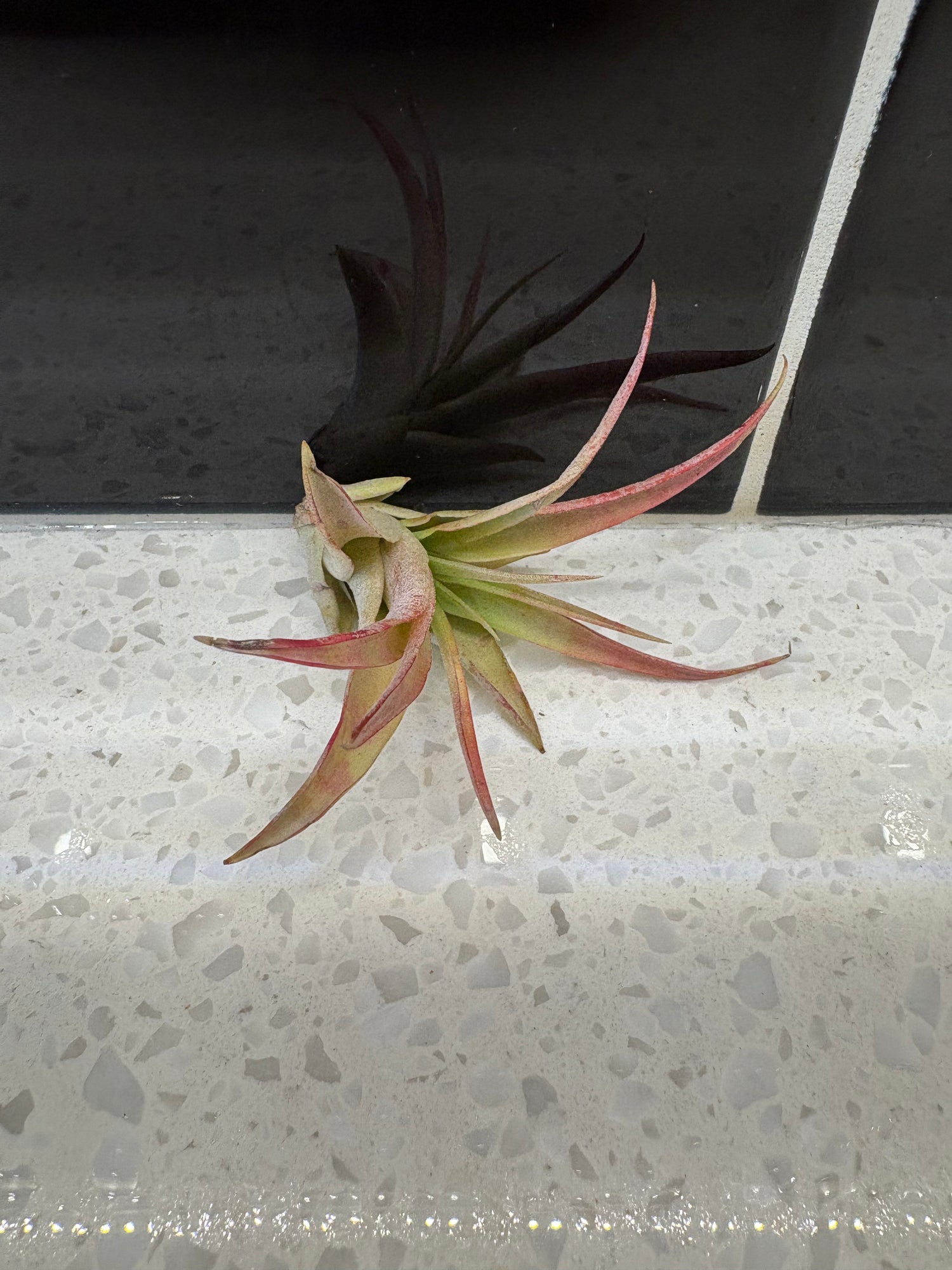 Tillandsia Brachycaulos Air Plant