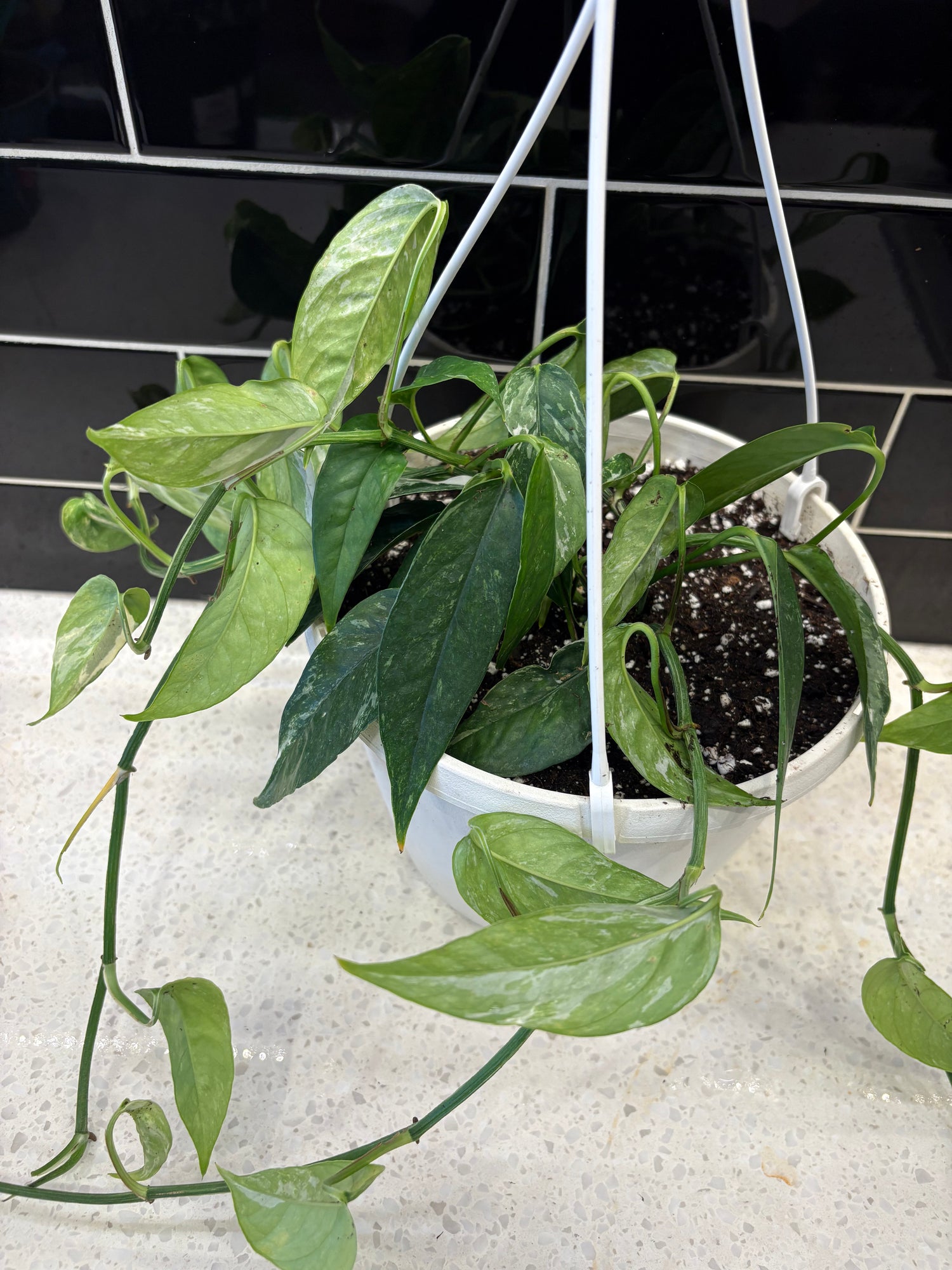 Pothos, albo variegata, epipremnum pinnatum