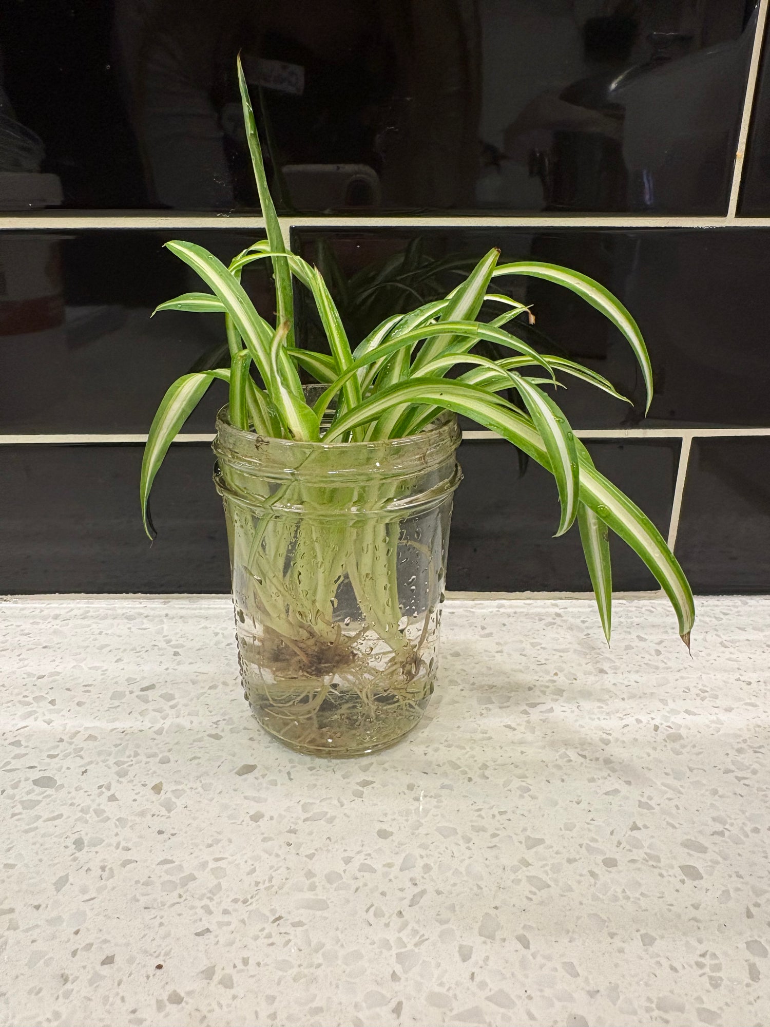 Spider Plant - Clipping