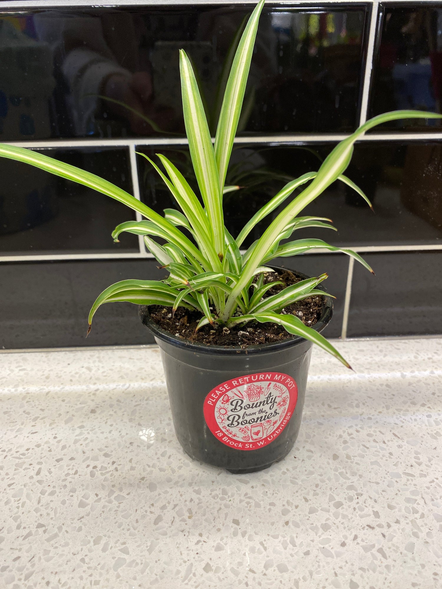 Spider Plant - Clipping