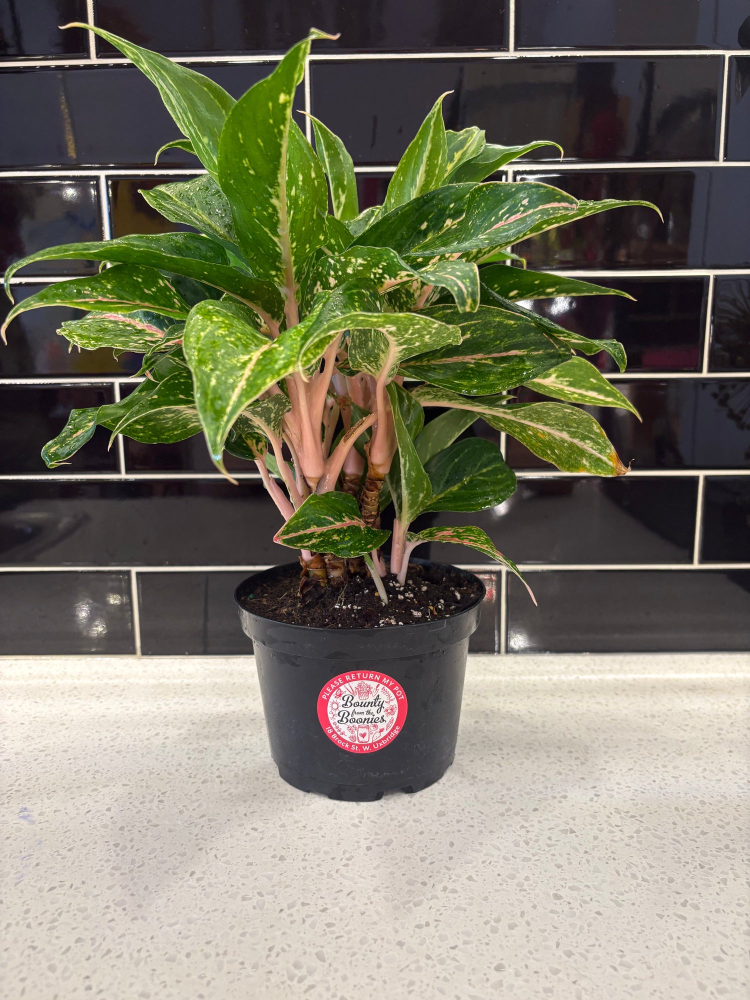 Chinese Evergreen Sparkling Sarah - Clipping