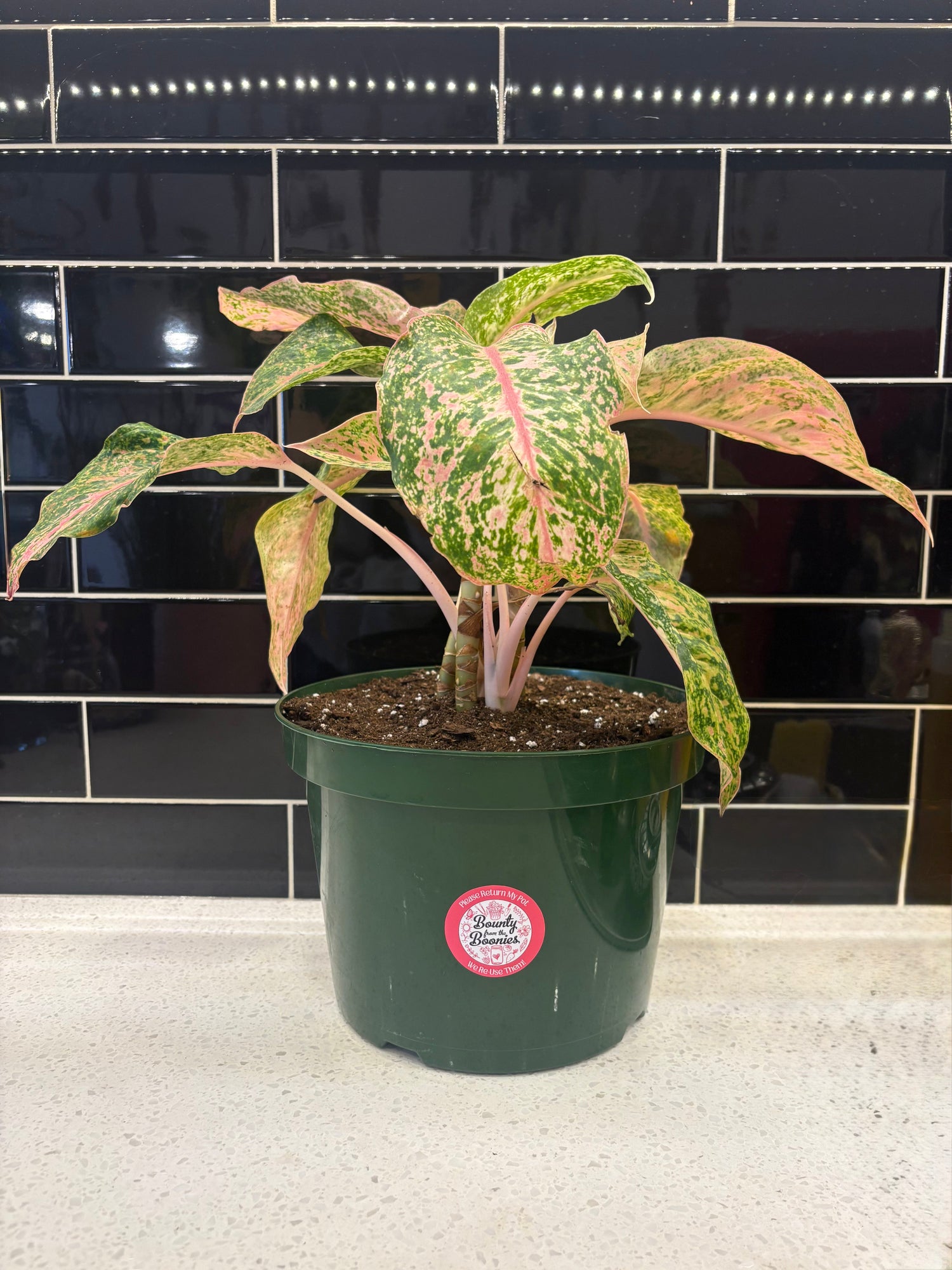 Chinese Evergreen Cleopatra - Clipping