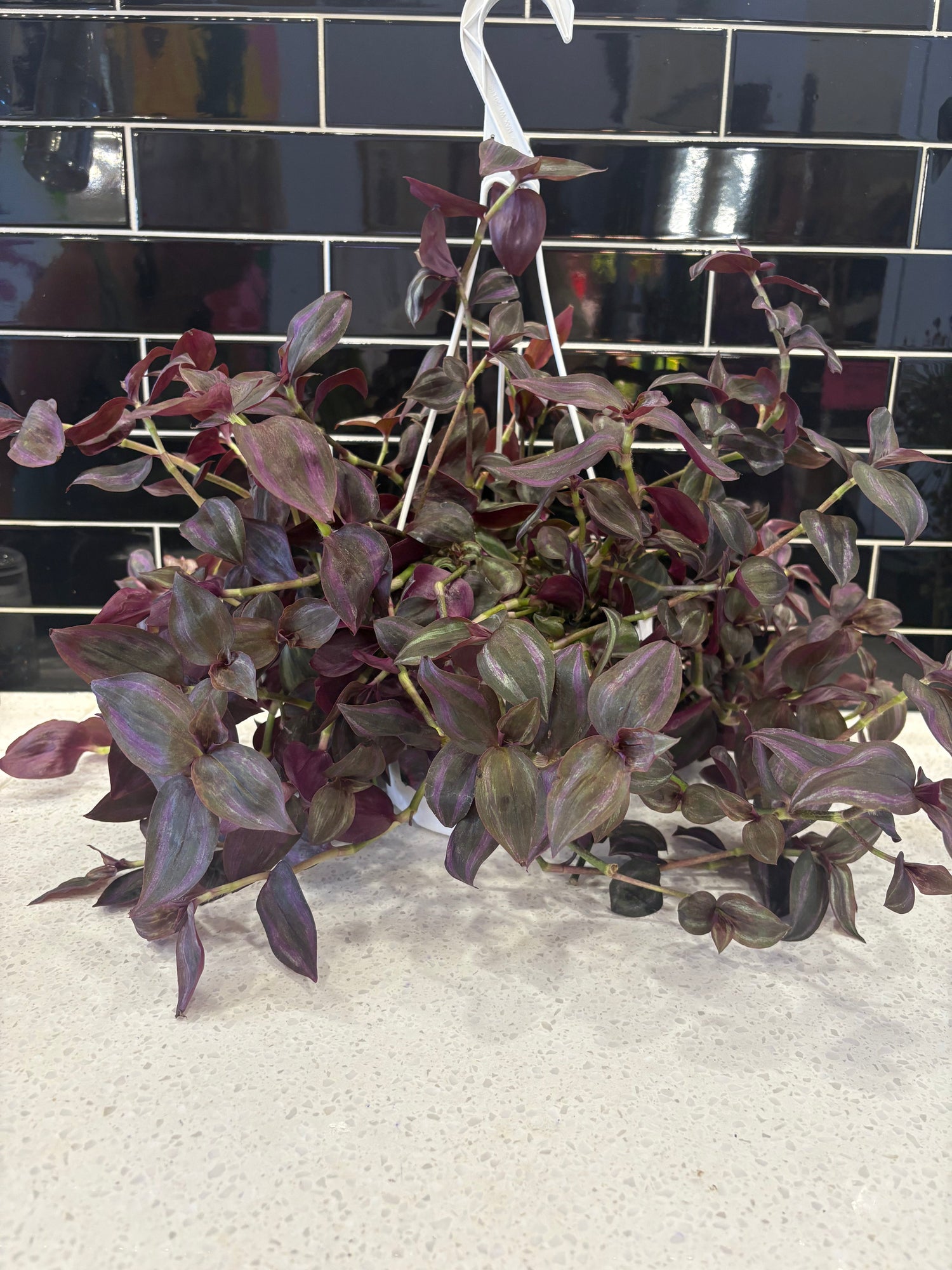 Transcantia Zebrina - Clipping